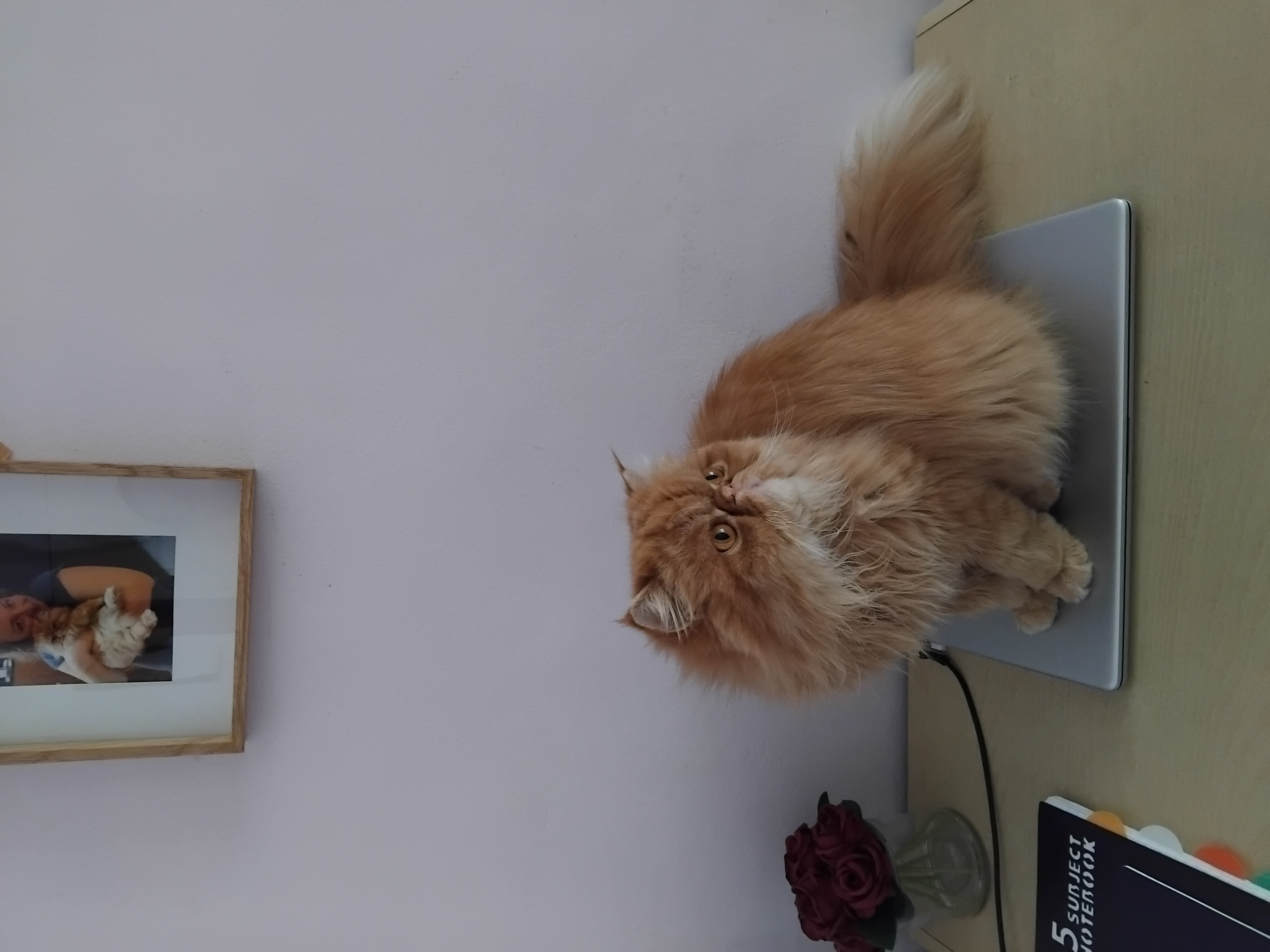image-14