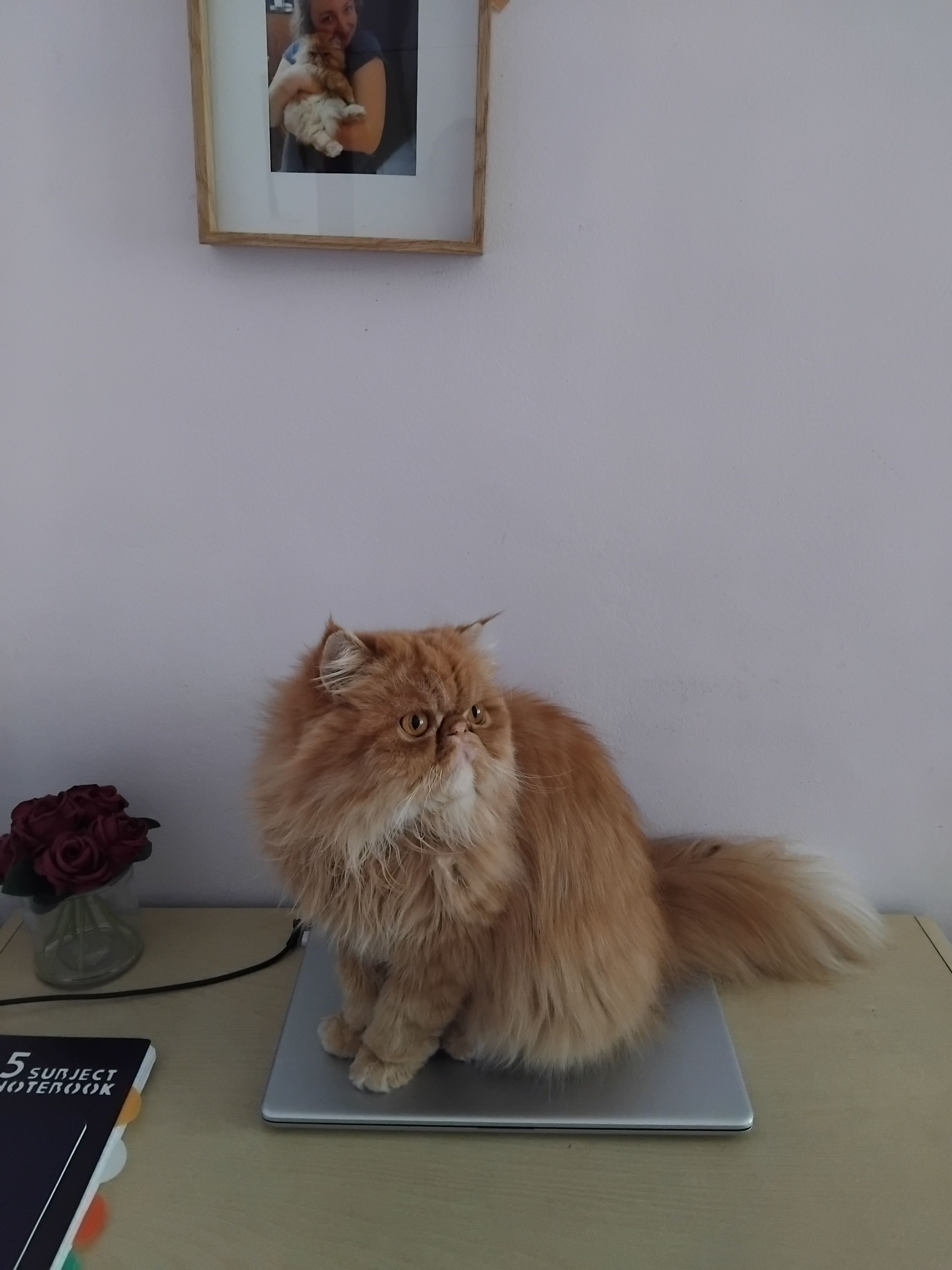 image-14