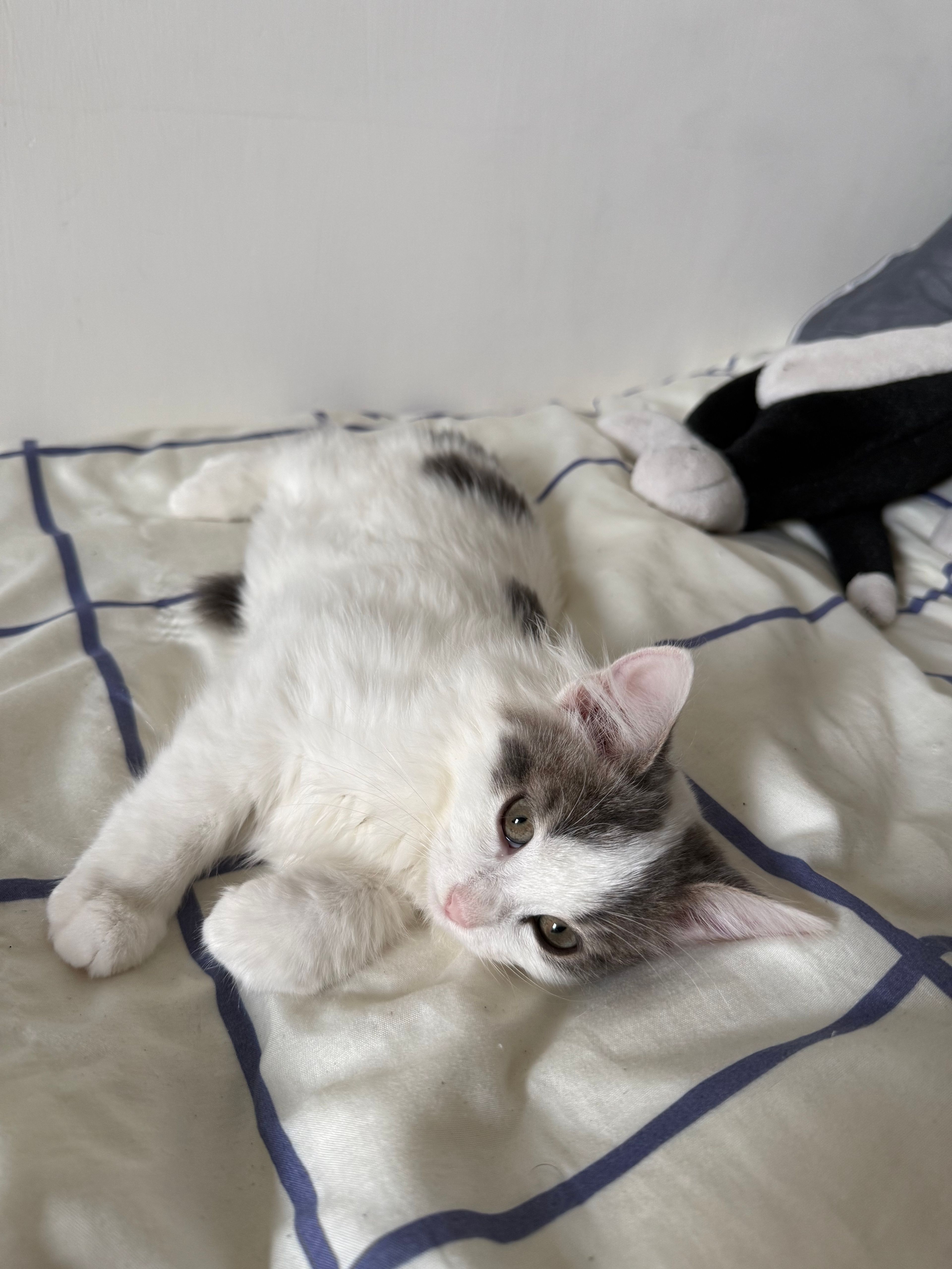 image-5