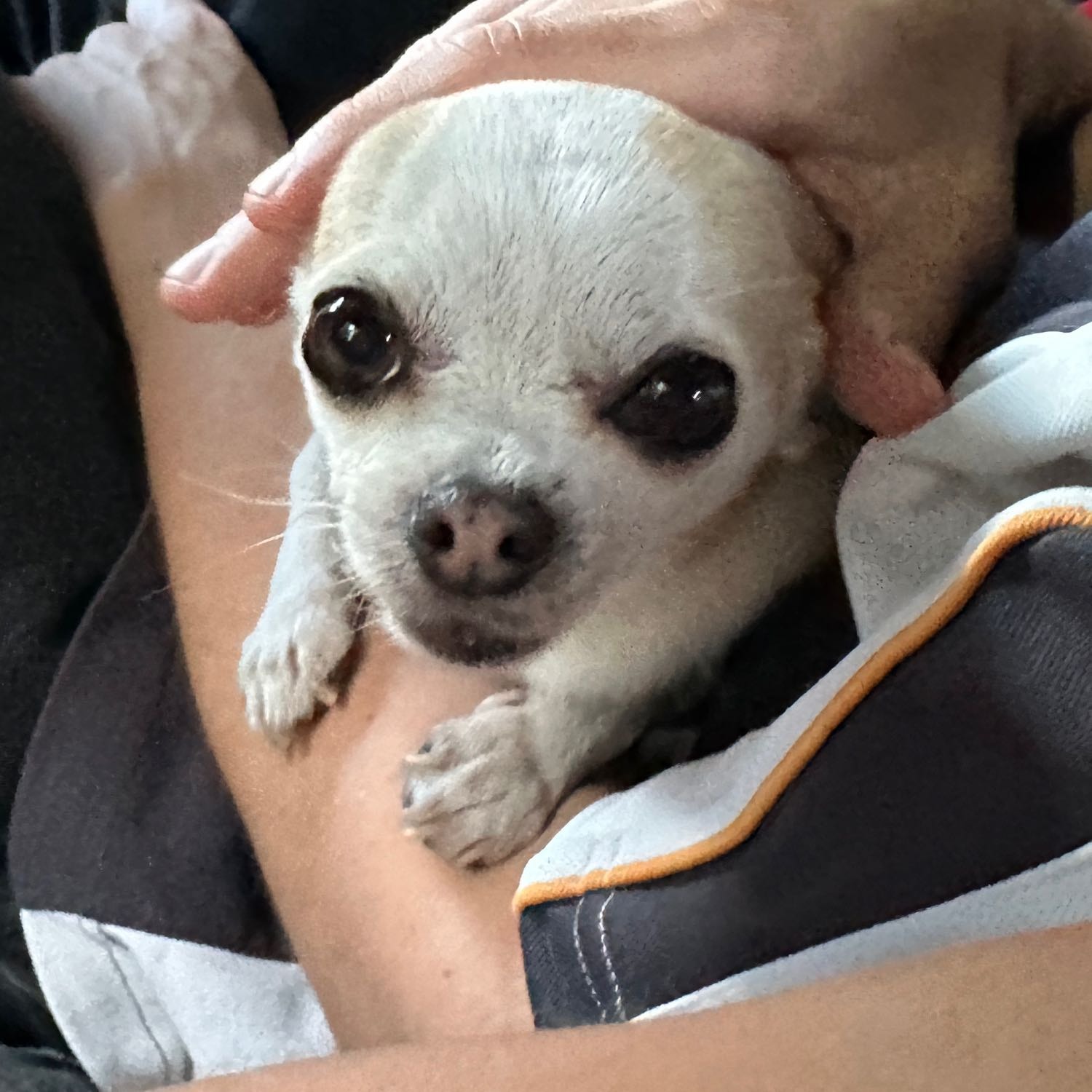 gigi