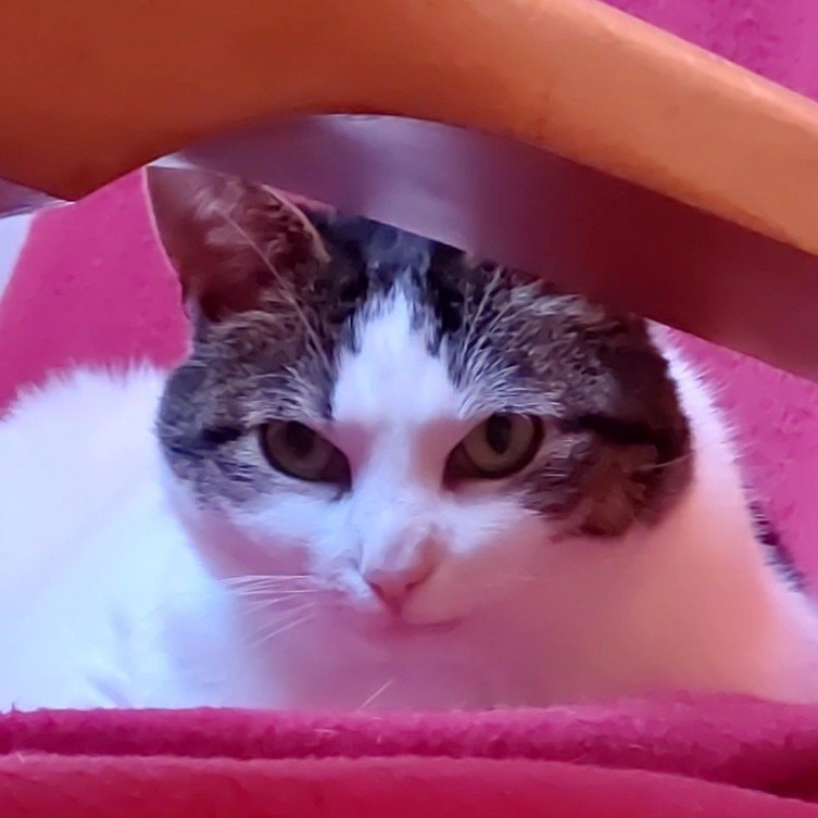 Aïvie