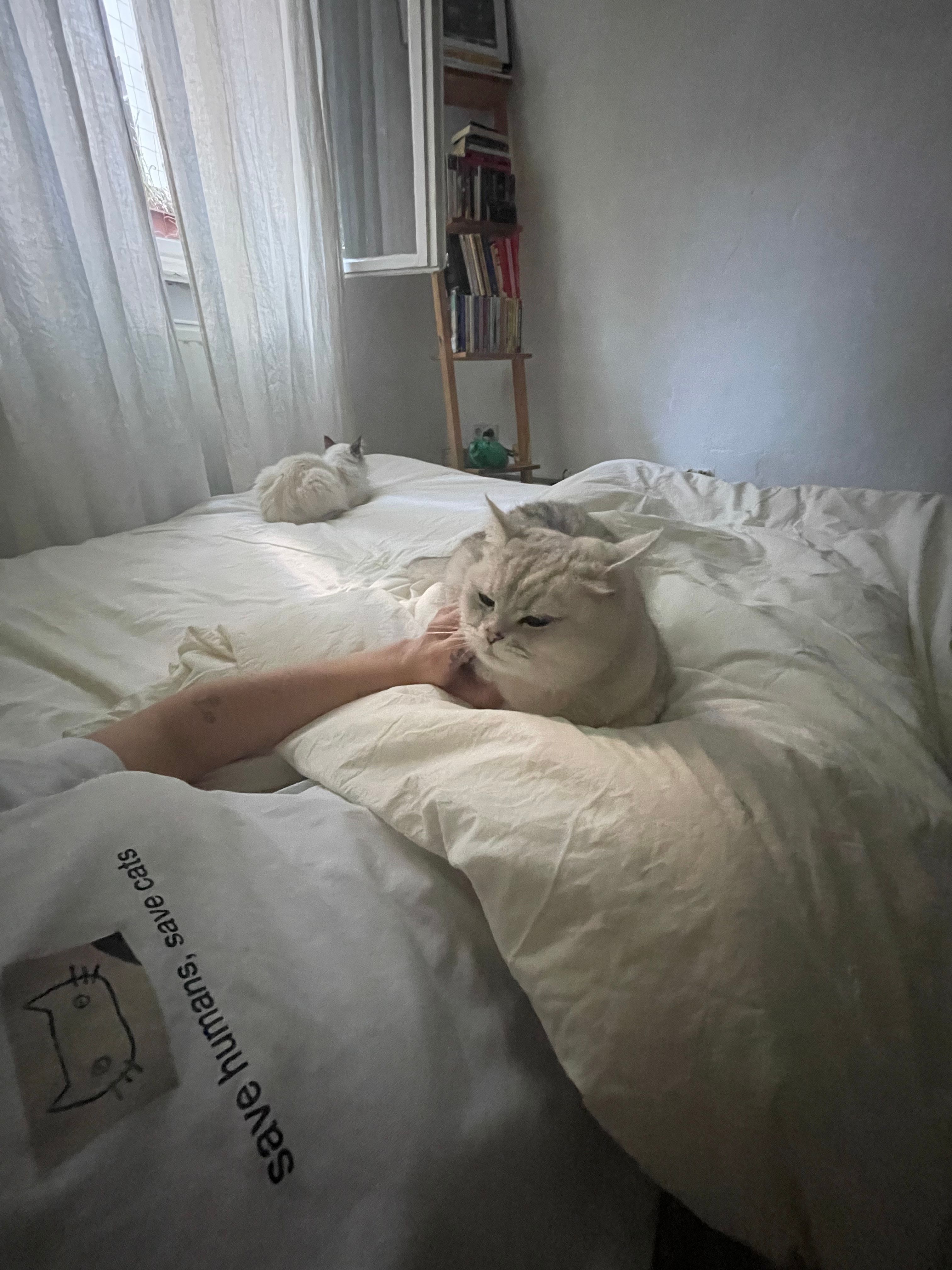image-7