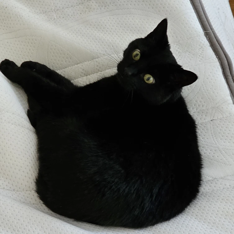 Loki