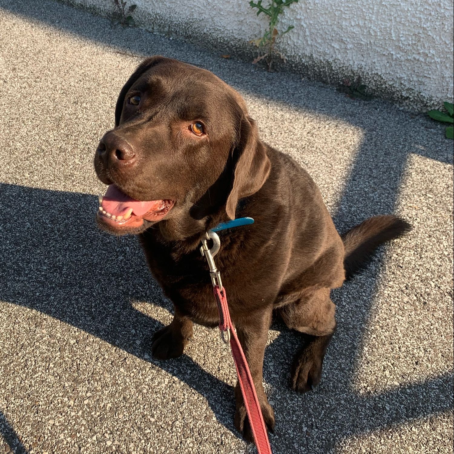 Achille 