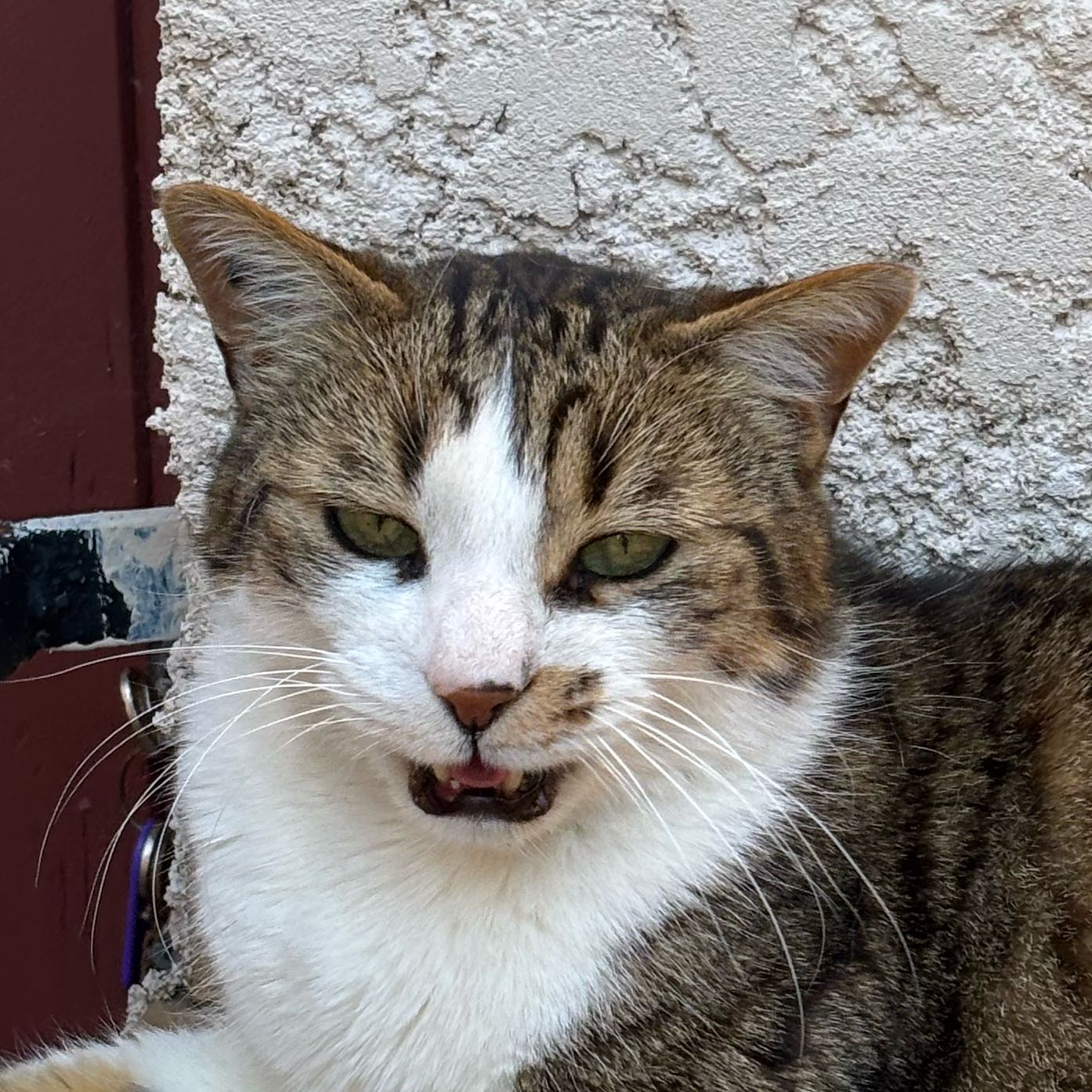miaoumiaou 