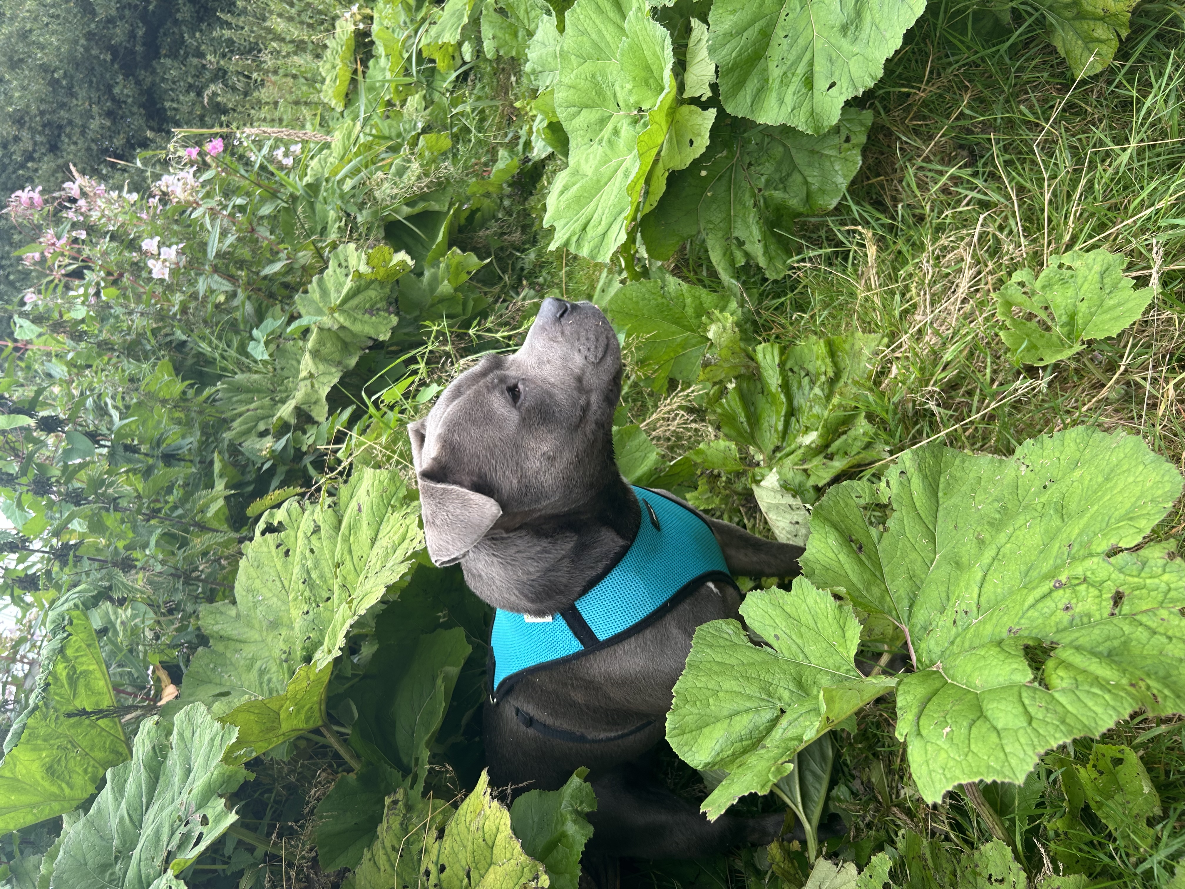 image-6