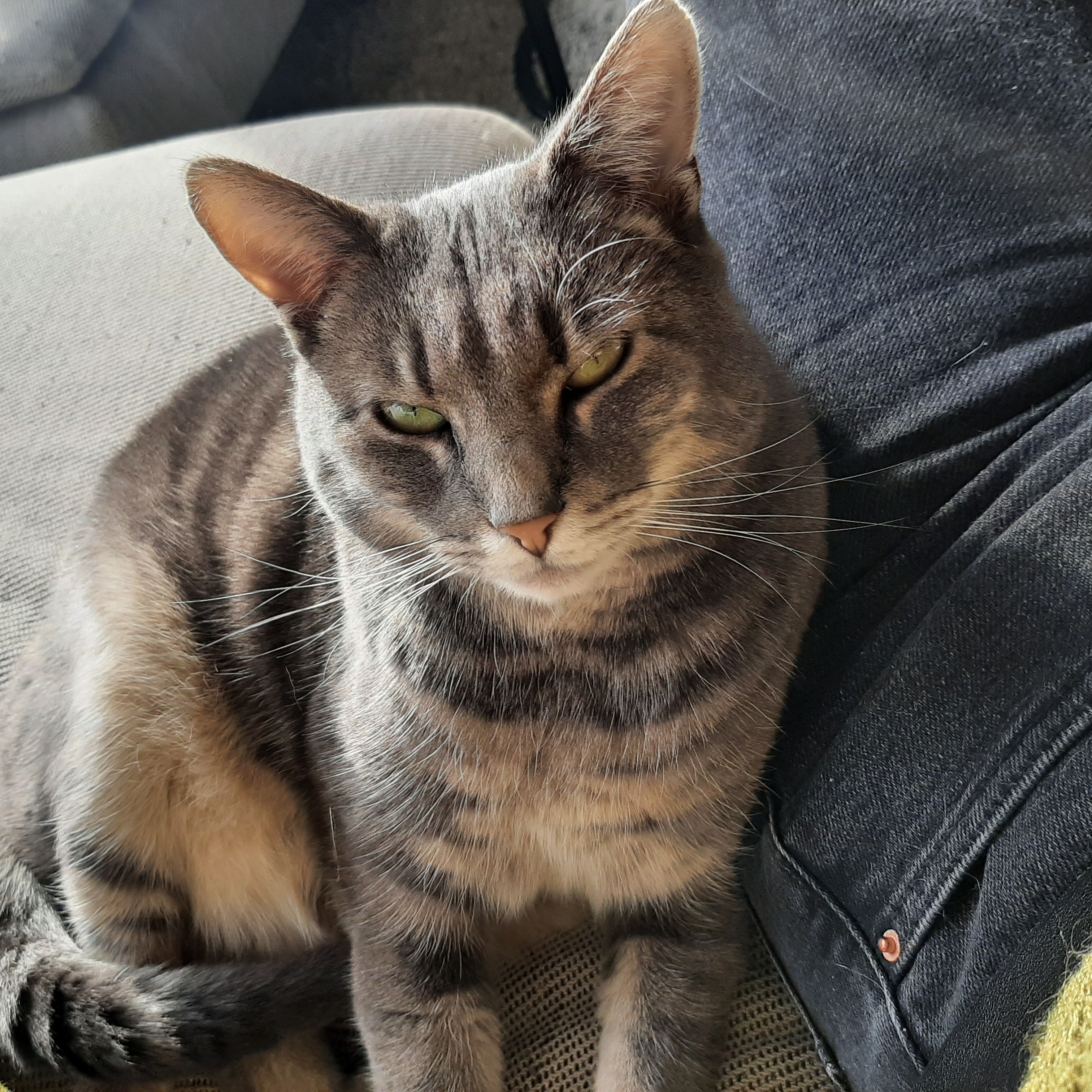 Isa