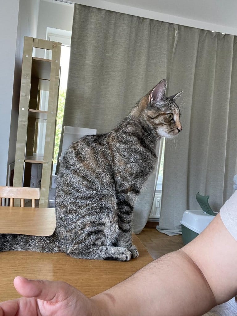 Lily