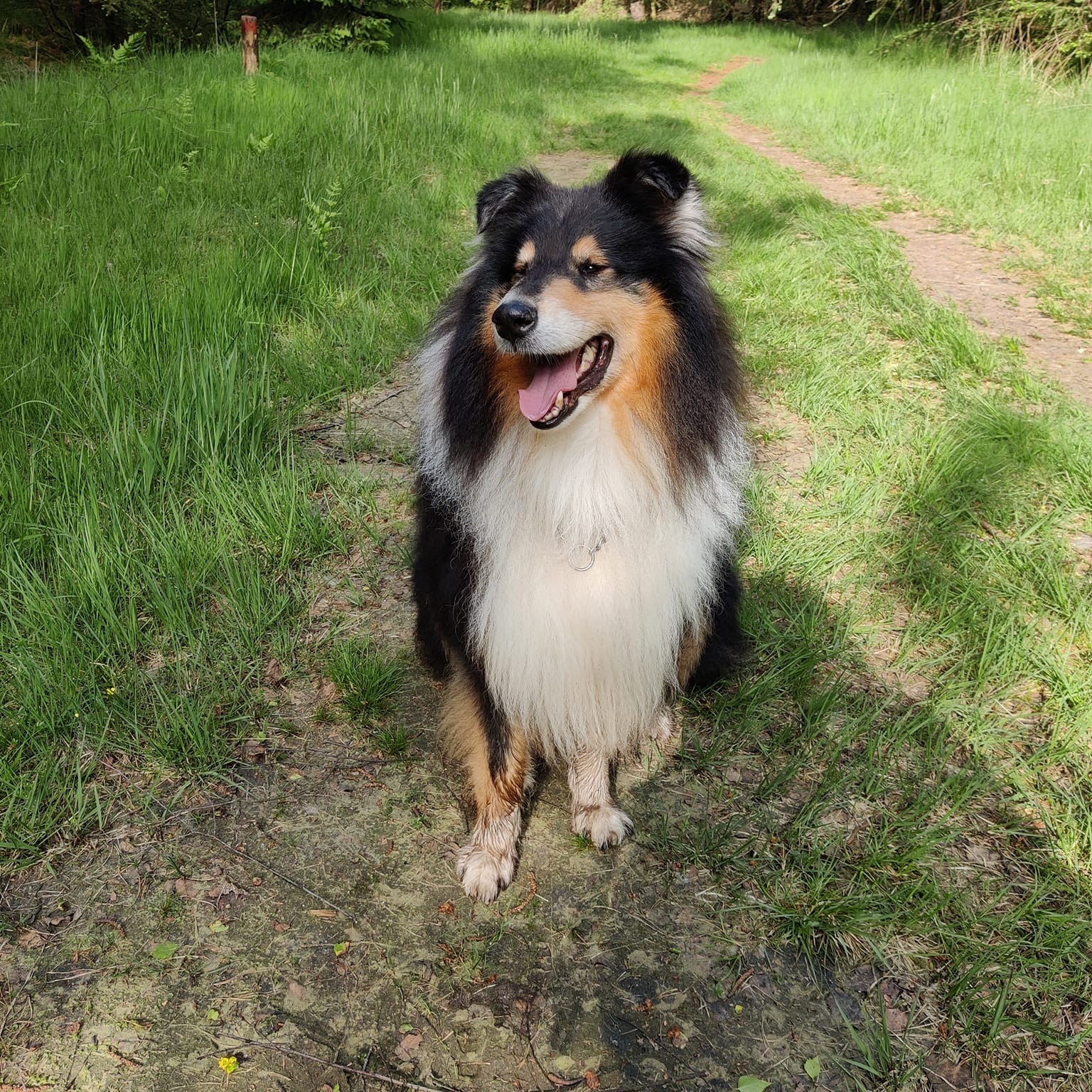 Loki
