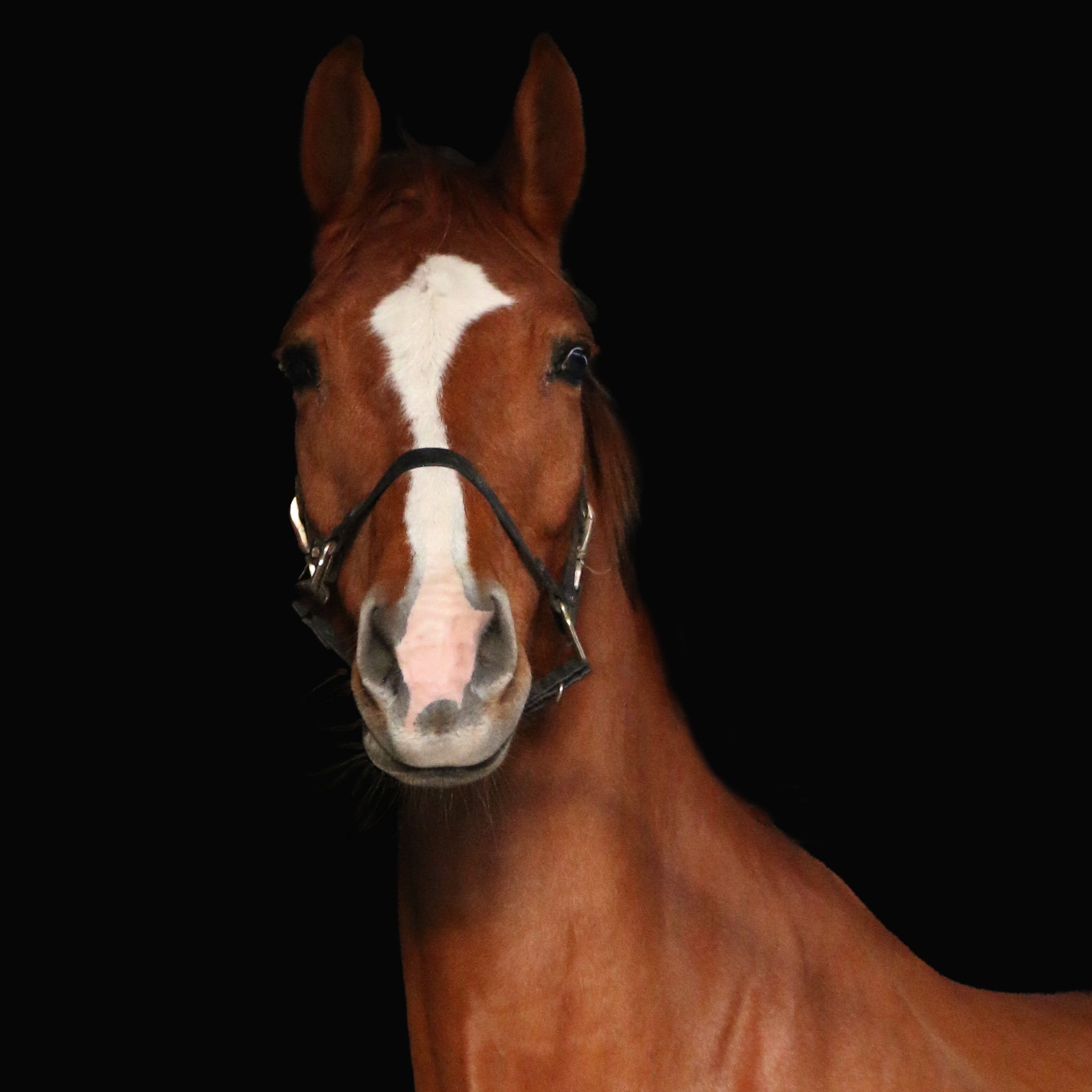 Ultimo V/D Paardenfarm