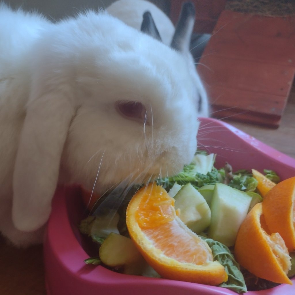 Bunbun