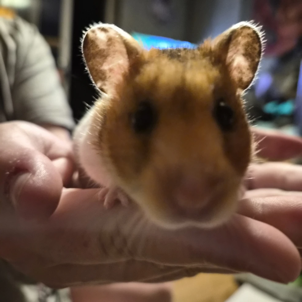 Kiko