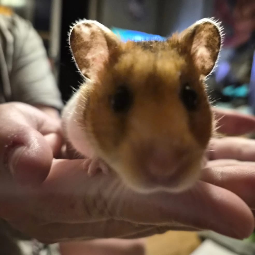 Kiko