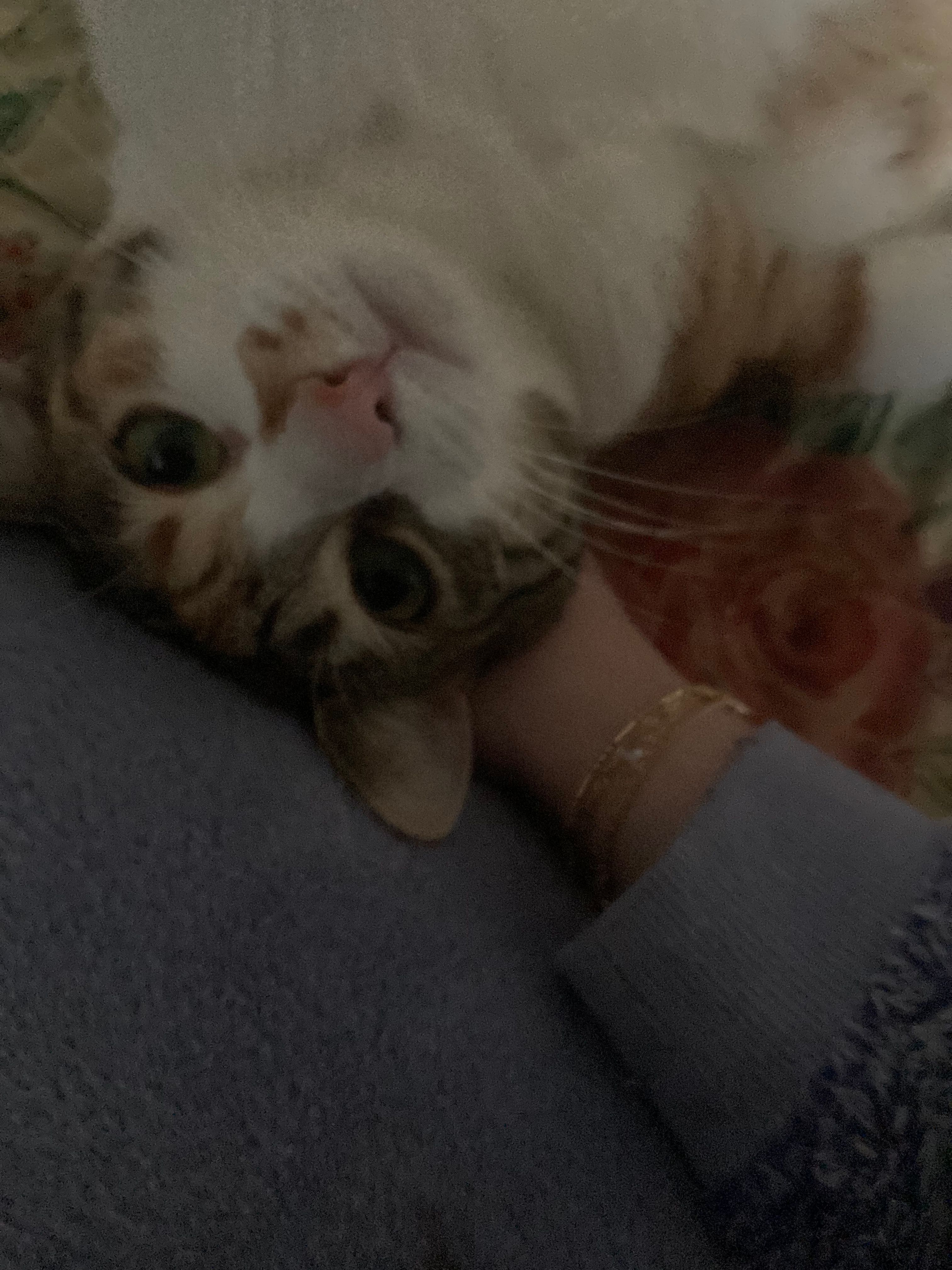 image-7