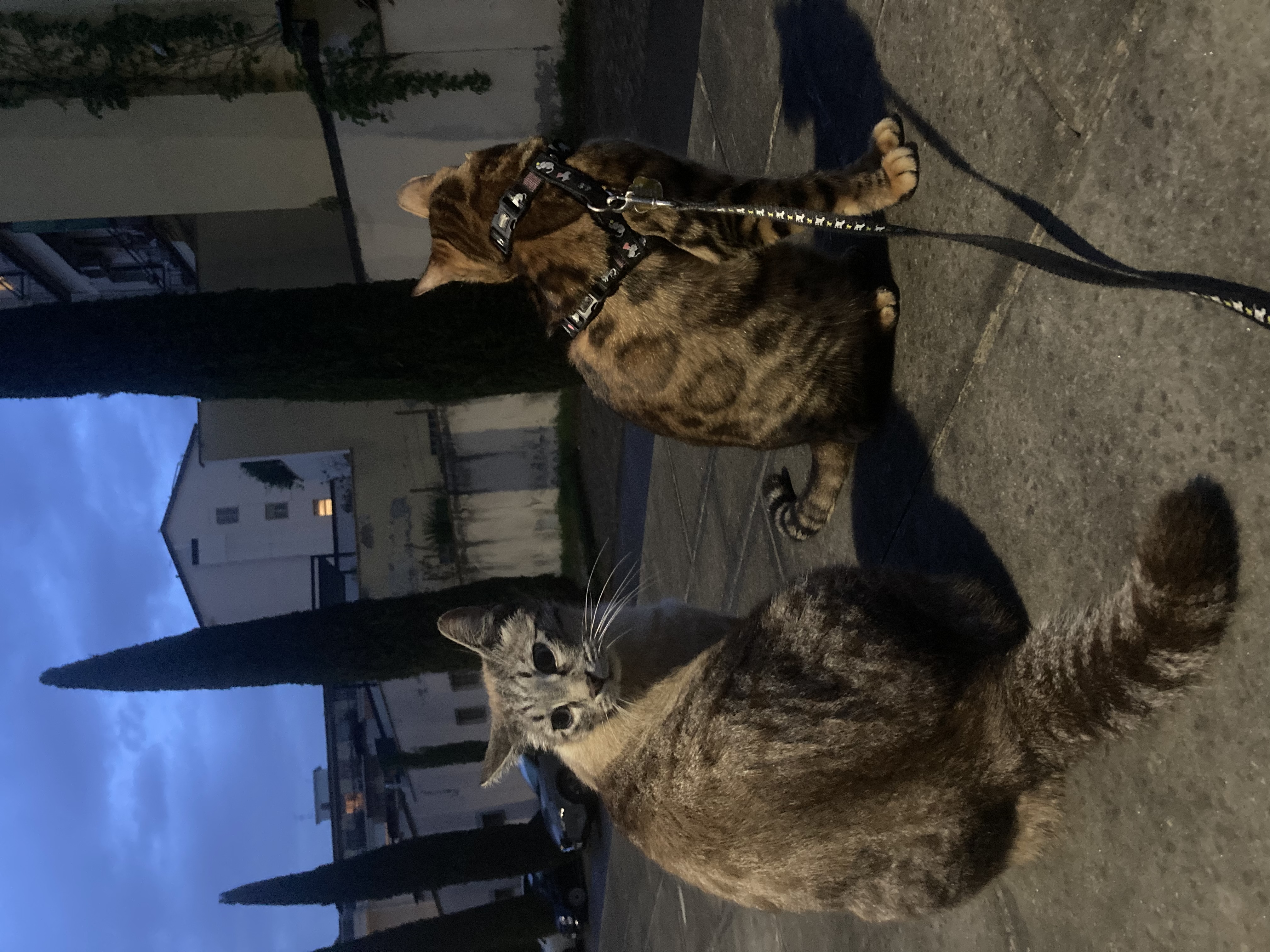 image-9