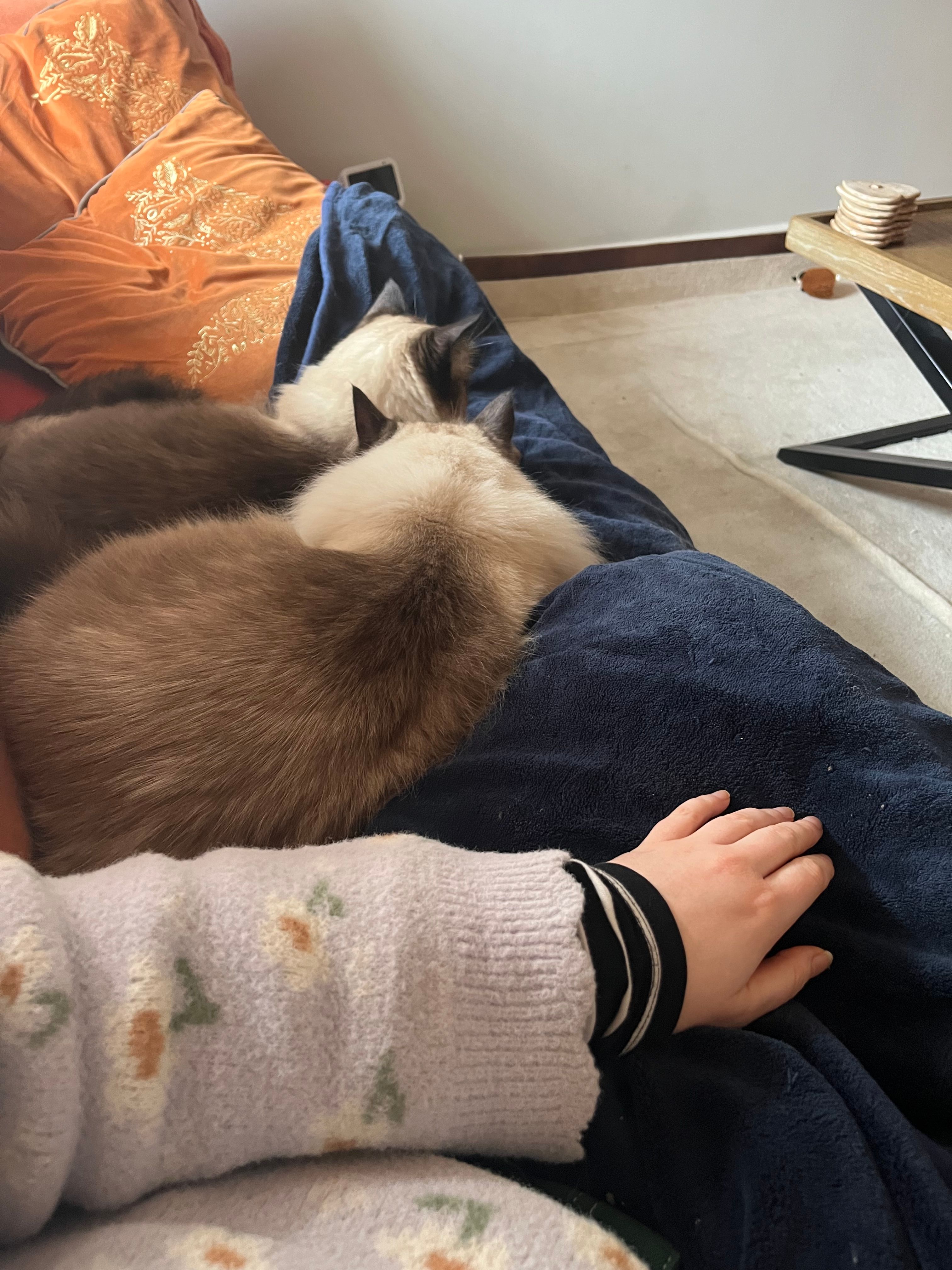 image-12