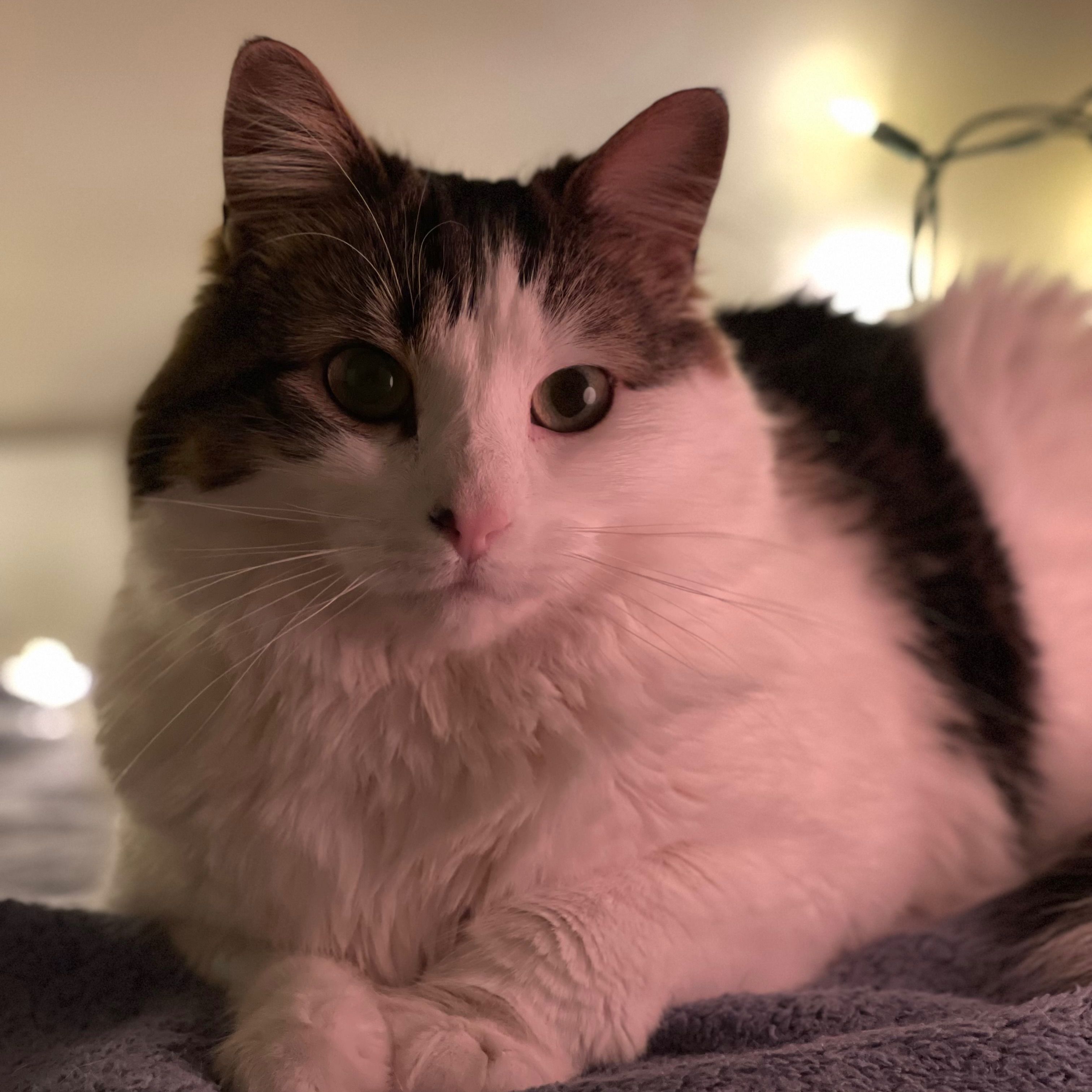 Lexie