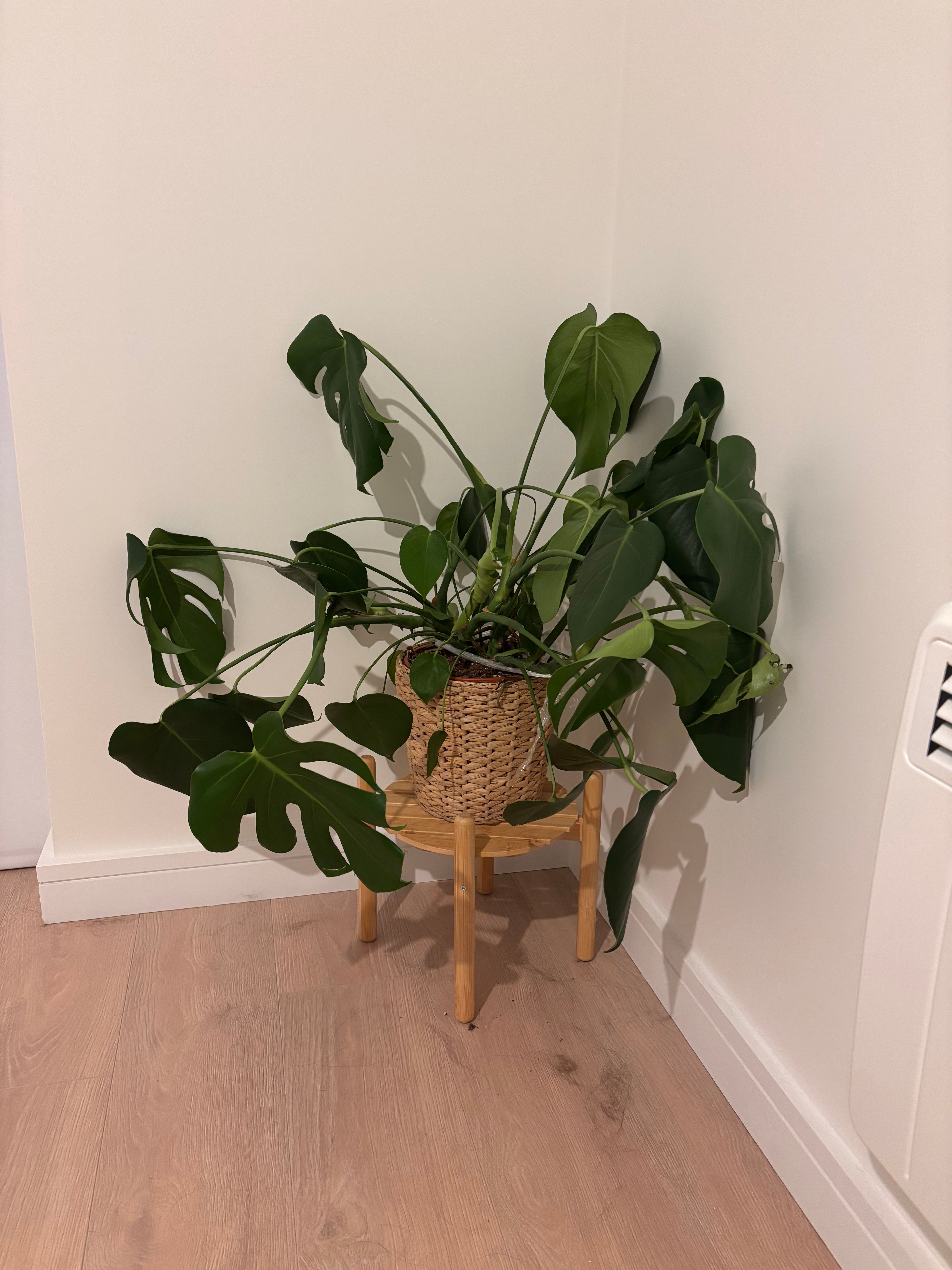 image-19
