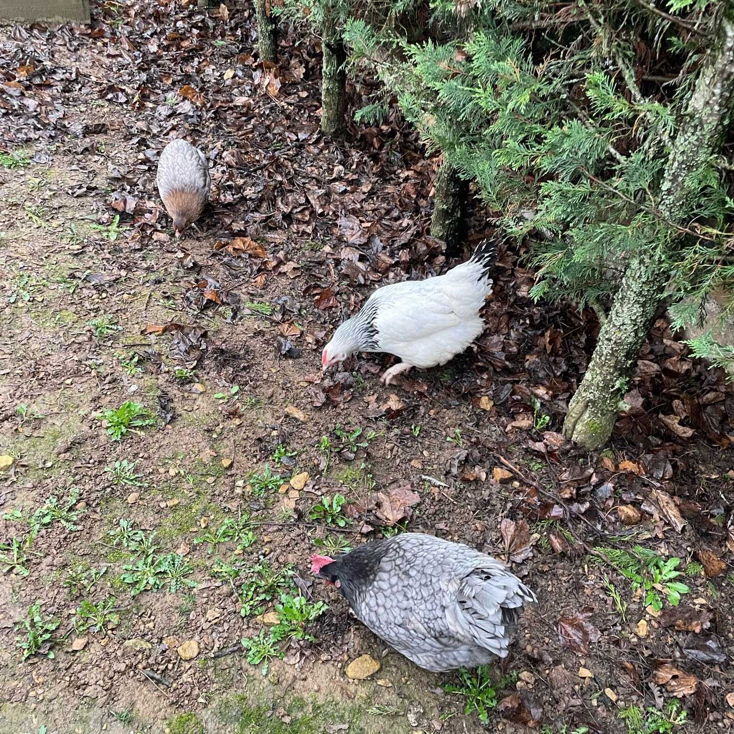 Lune, Nikita et Flocon