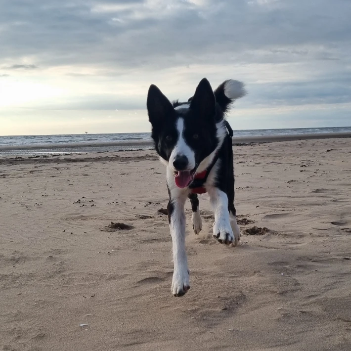 Max