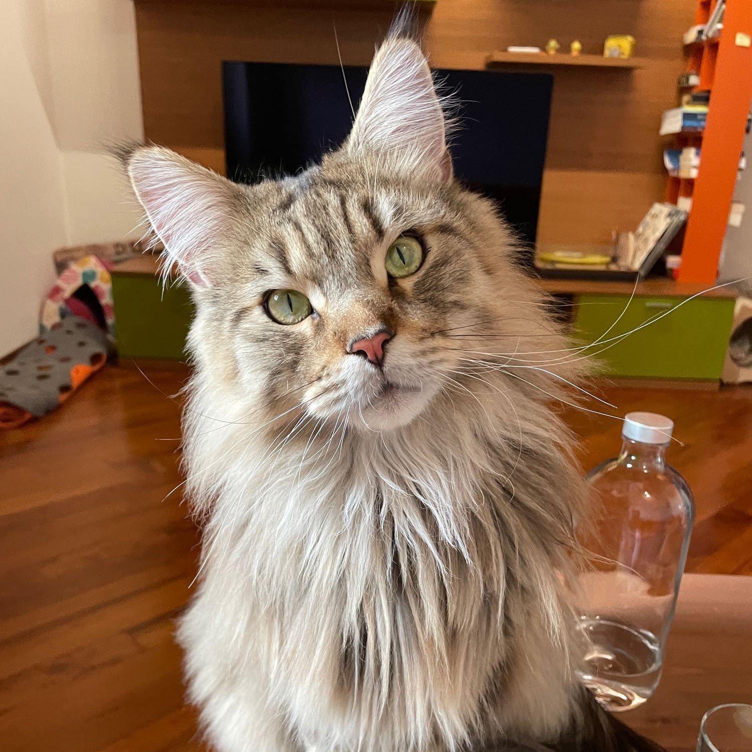 Simba