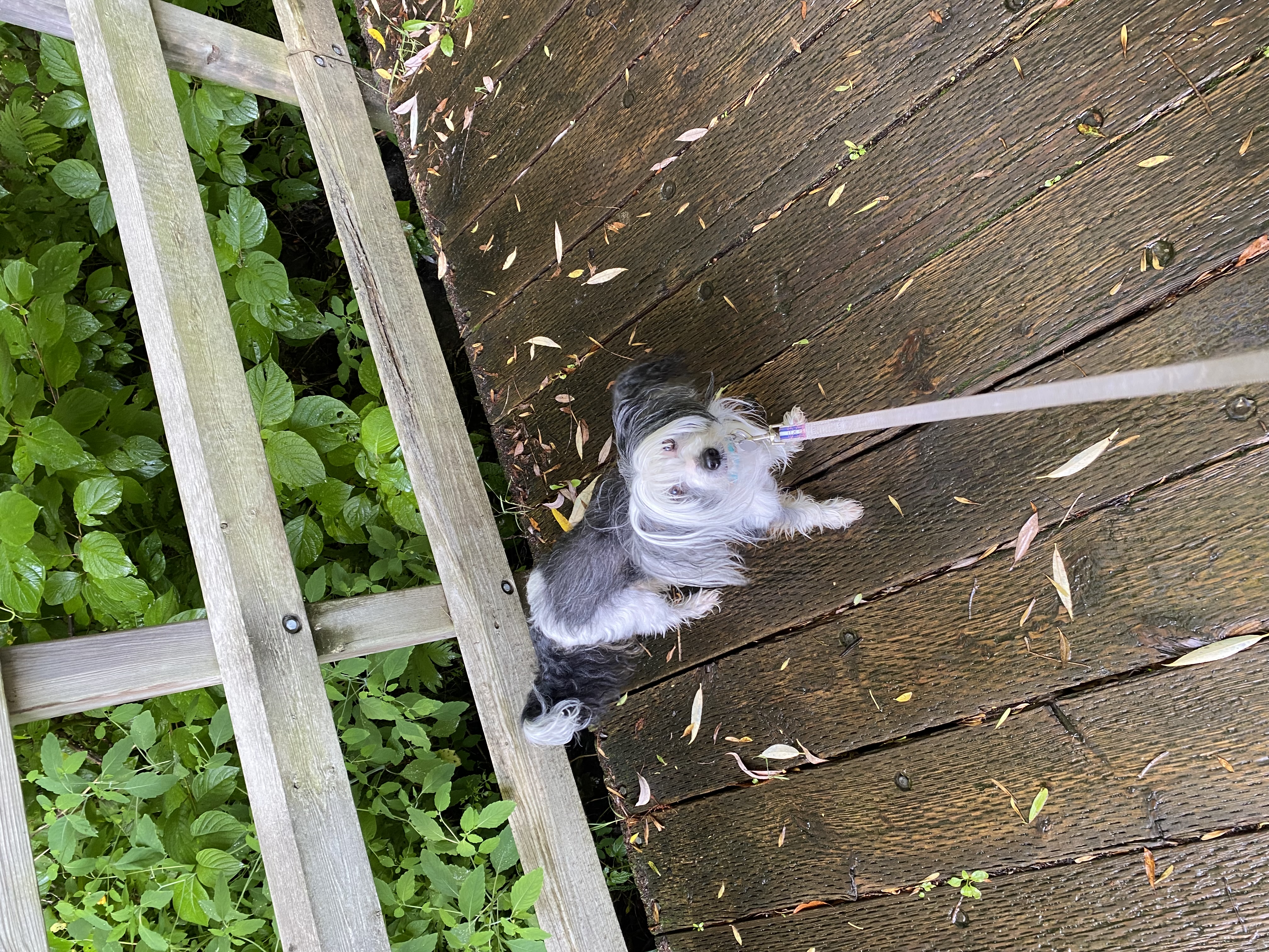image-7