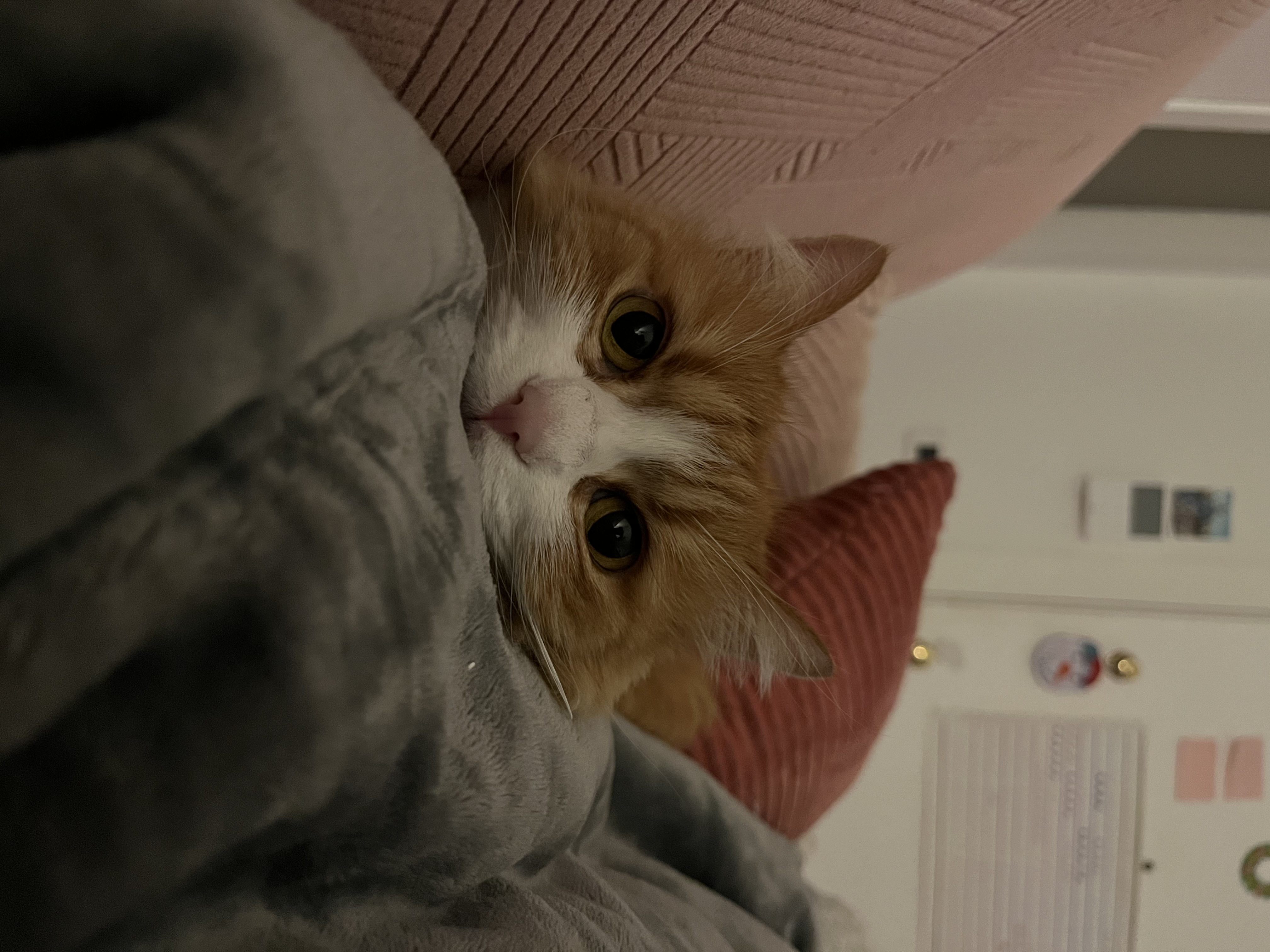 image-7