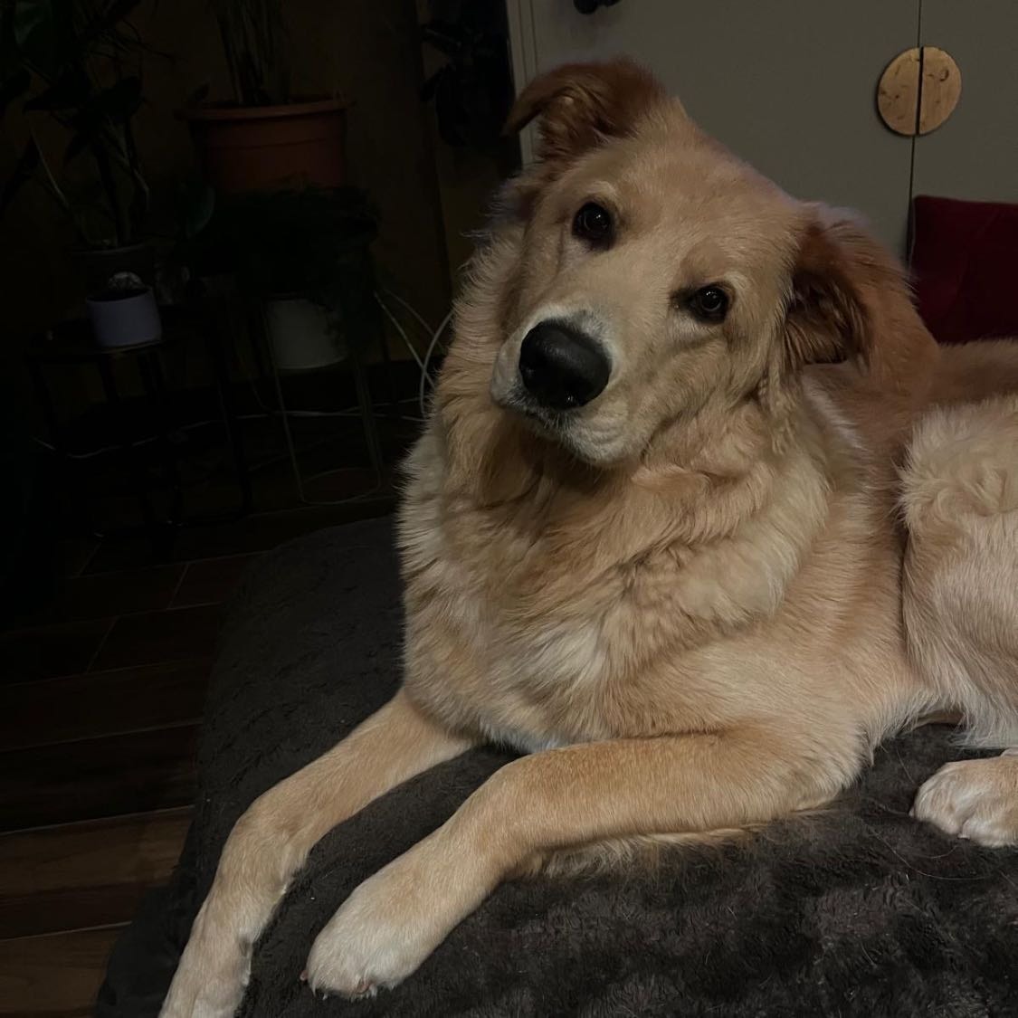 Benji