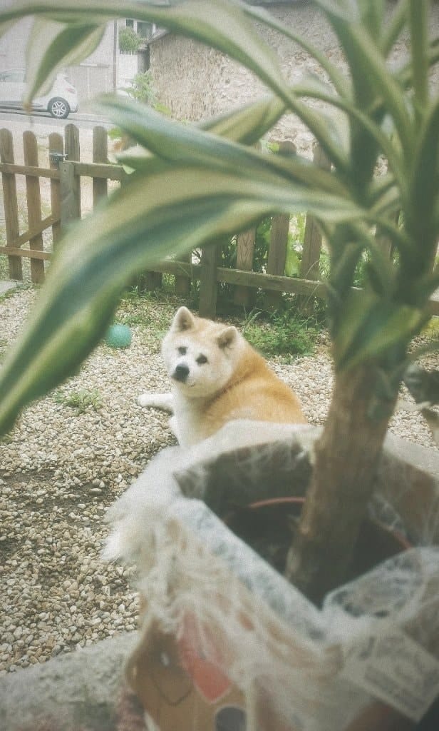 image-7