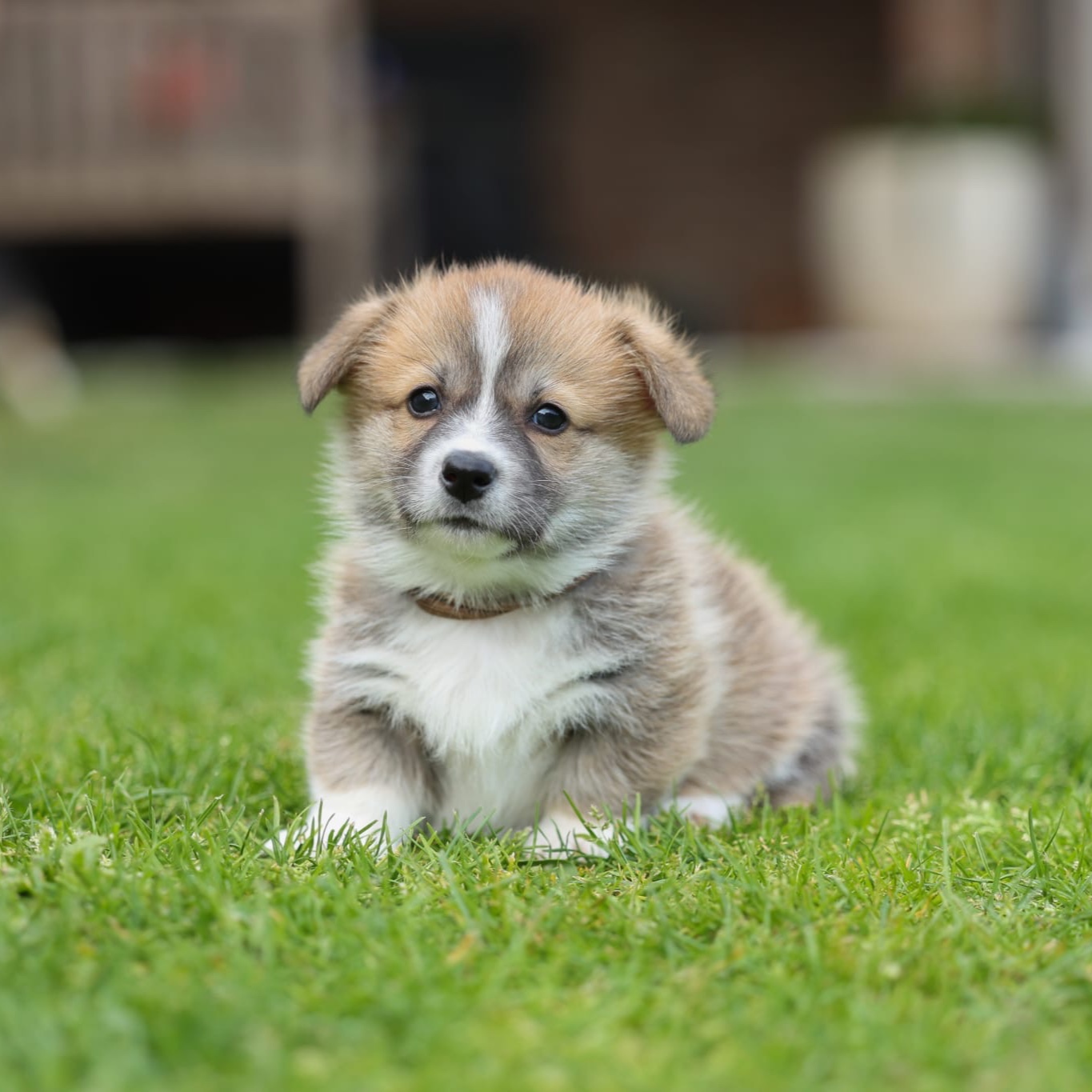 Ollie