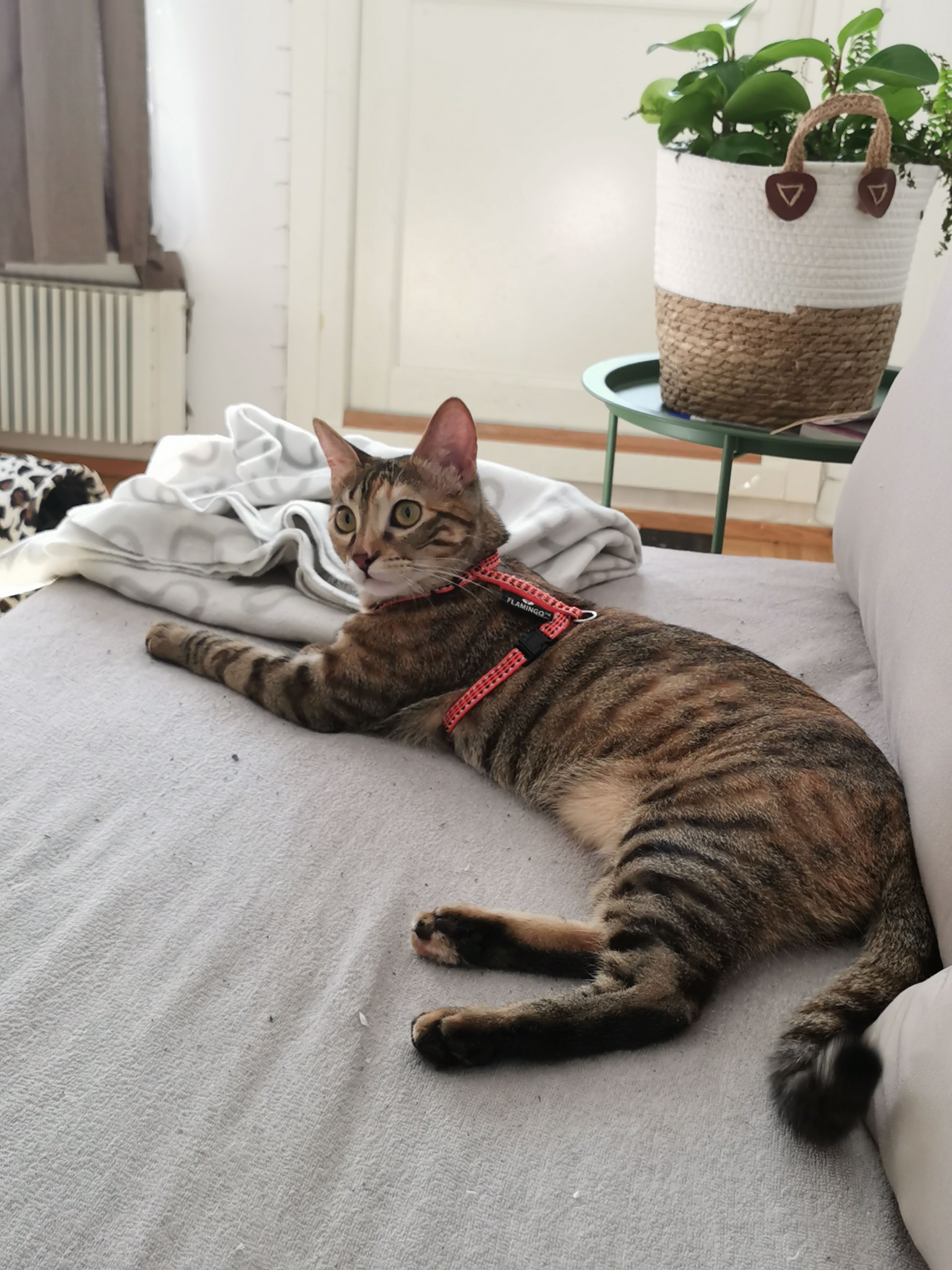image-9
