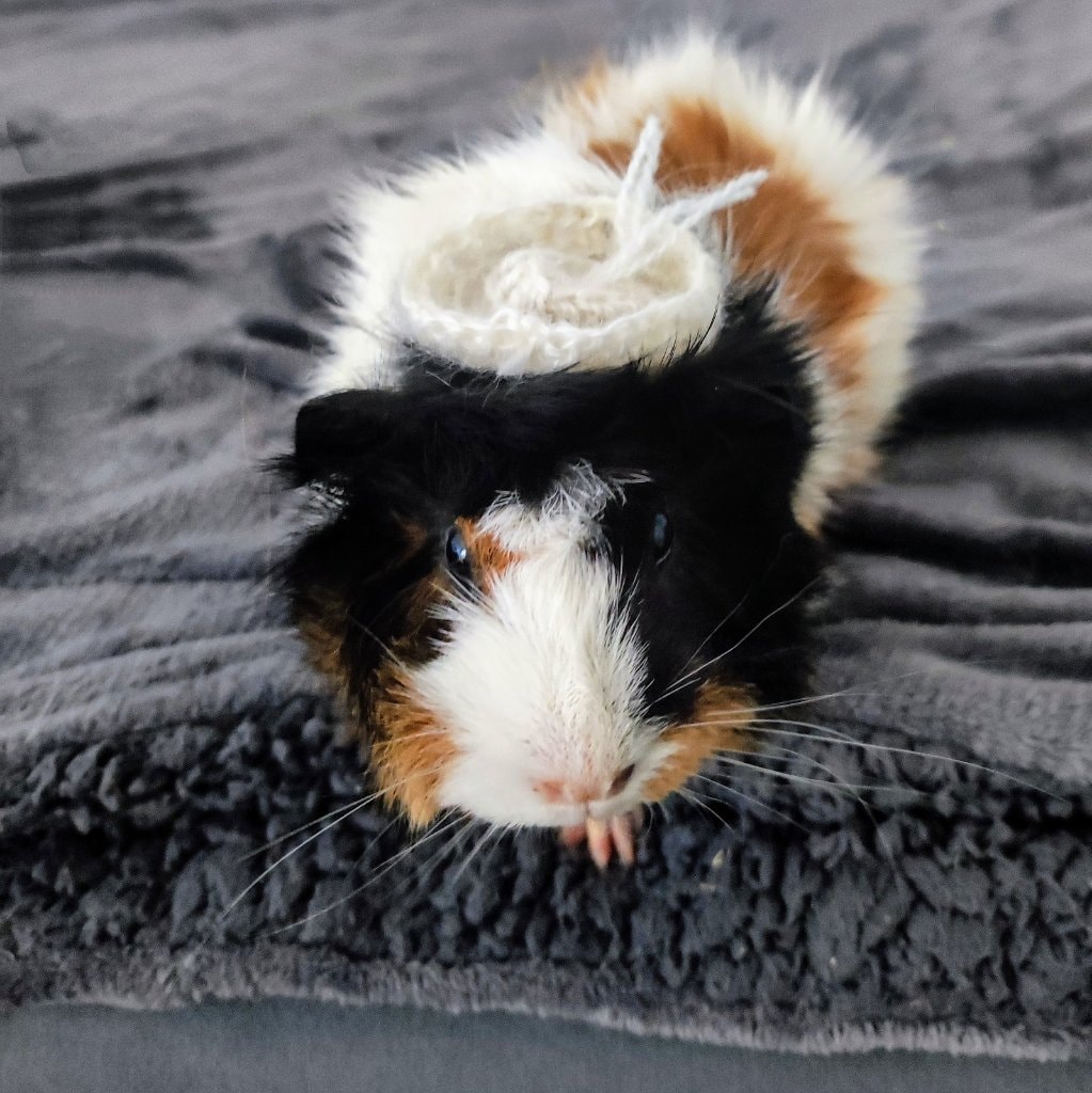 Lola