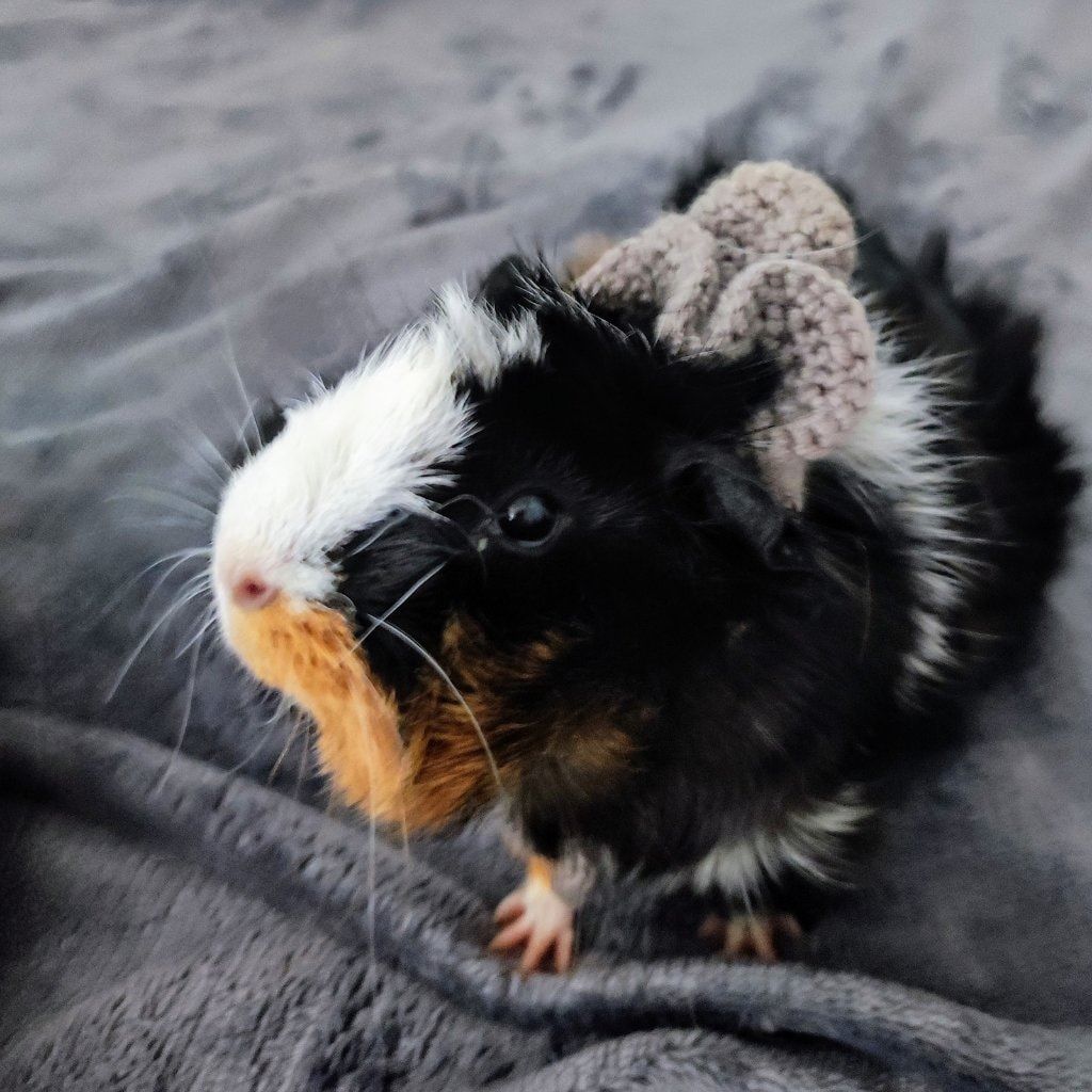 Ramona