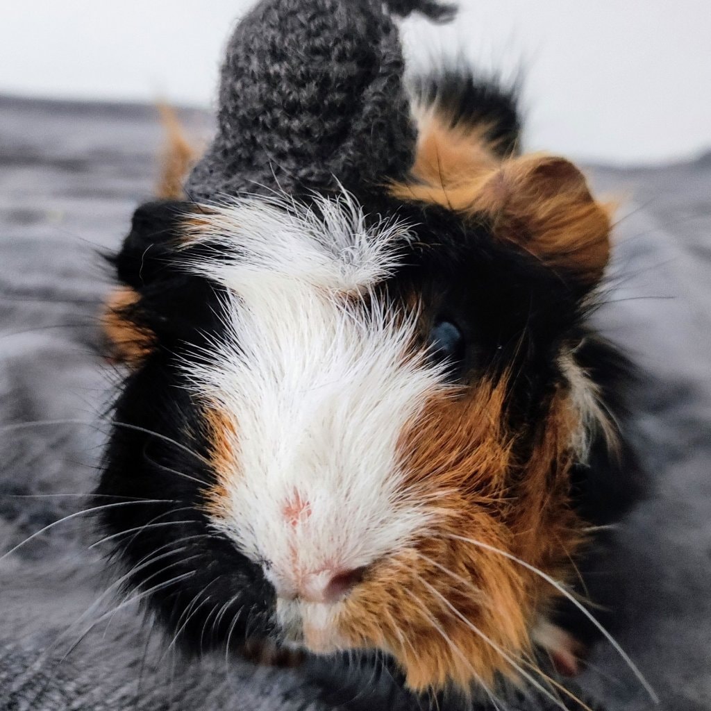 Paquito