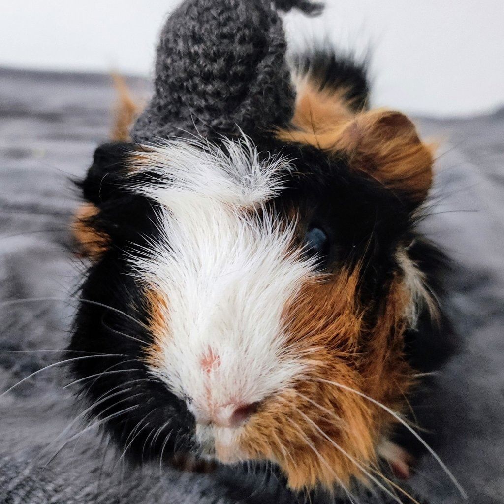 Paquito