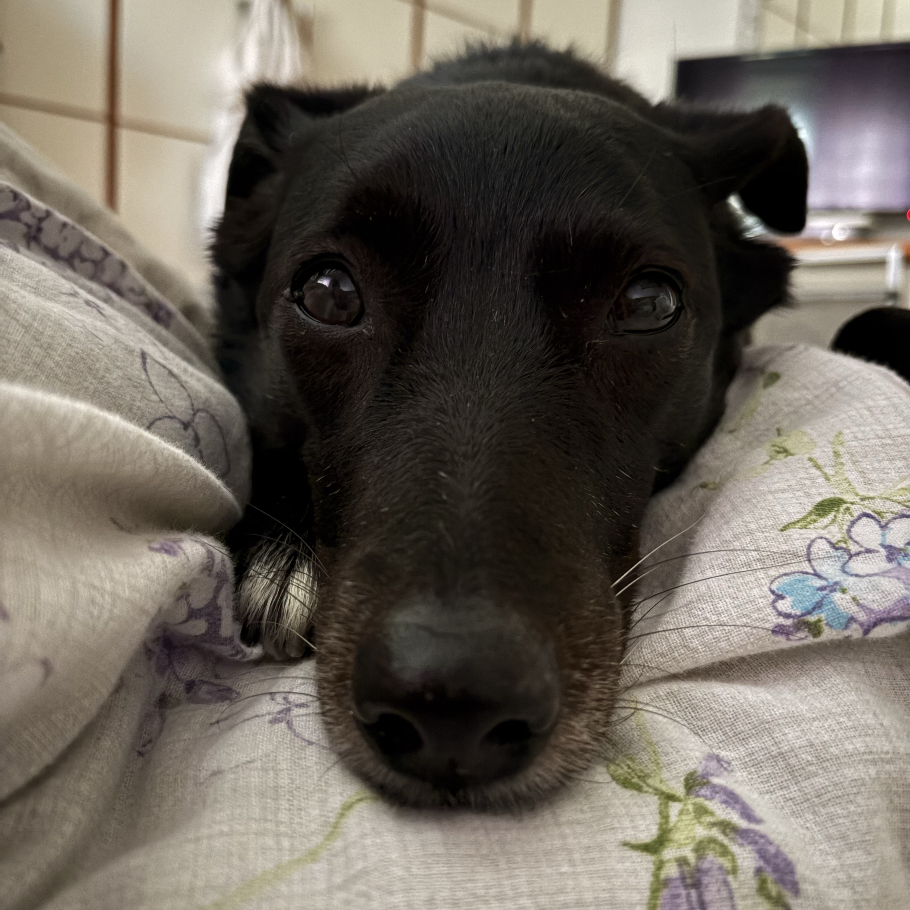 Cloe 
