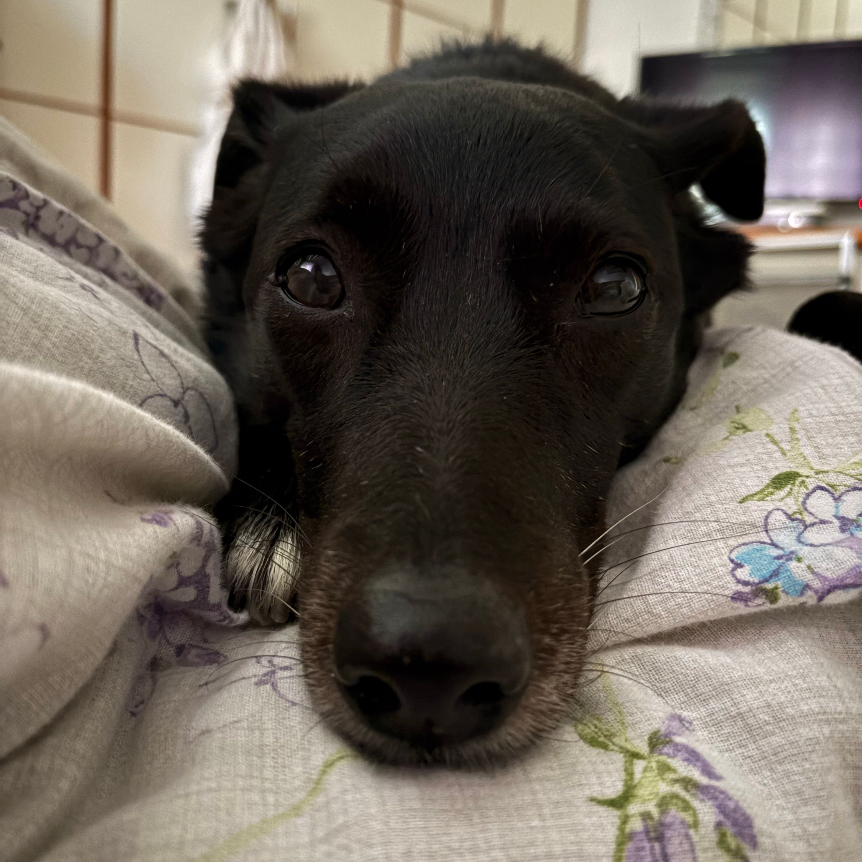 Cloe