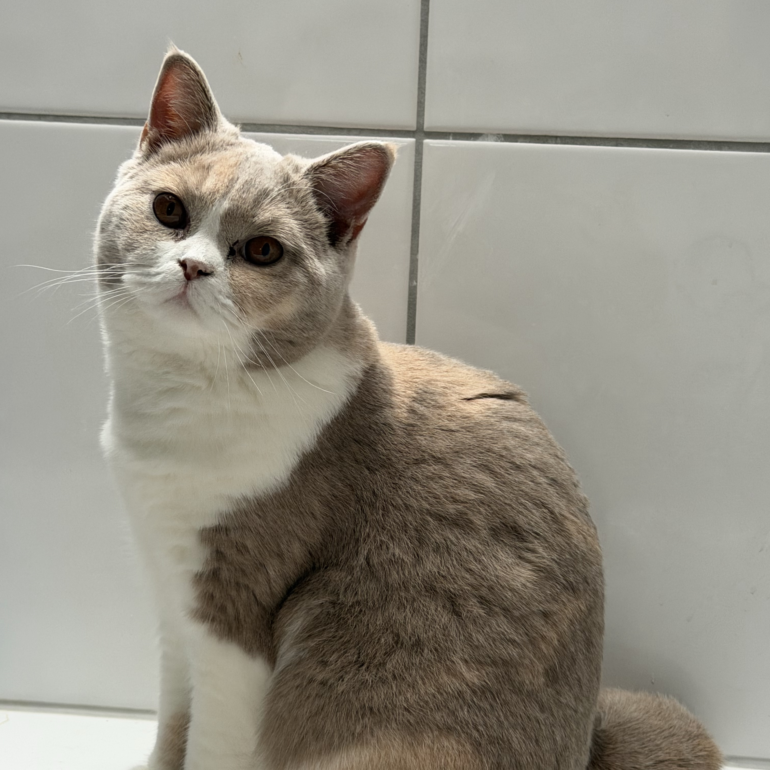 Ronja