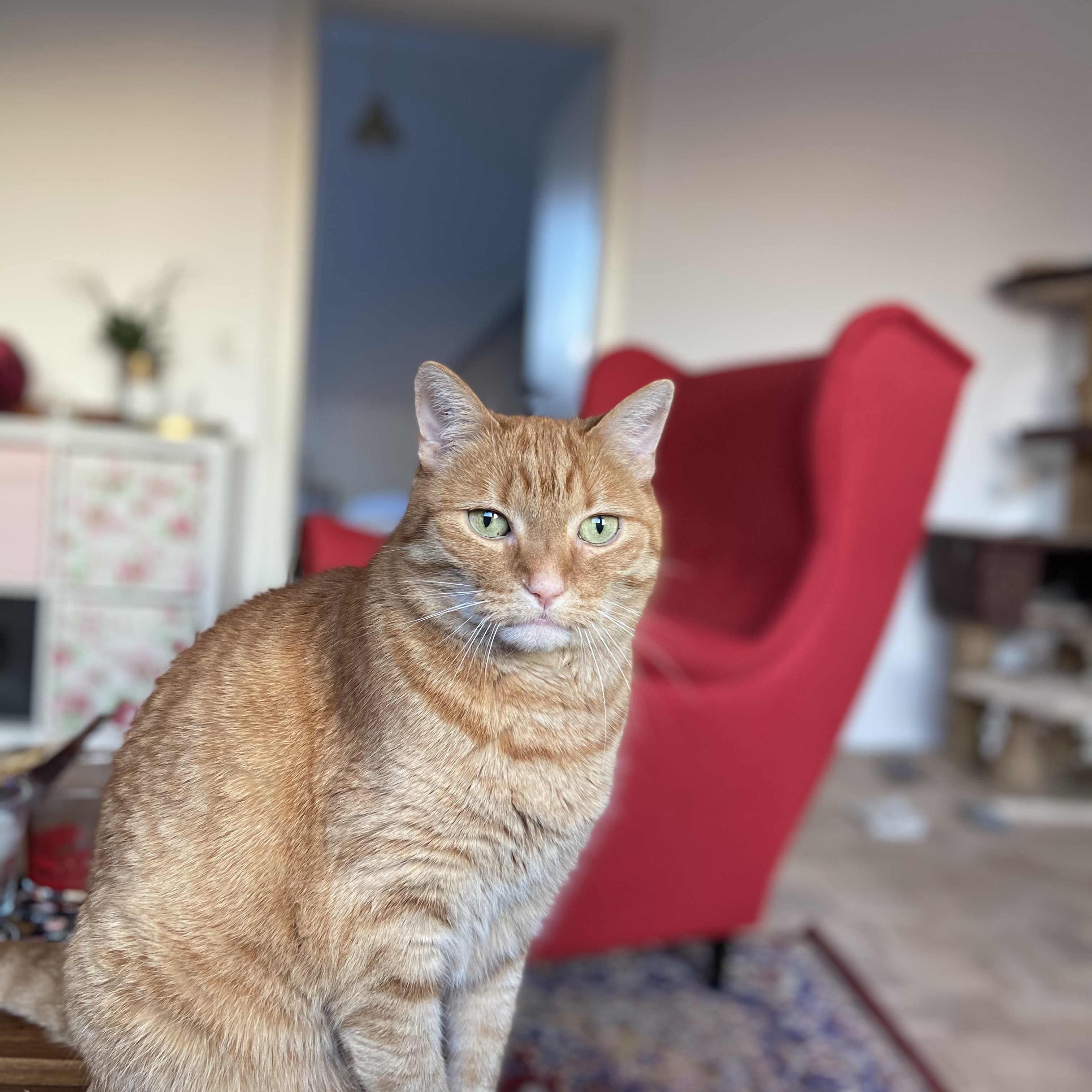 Kater