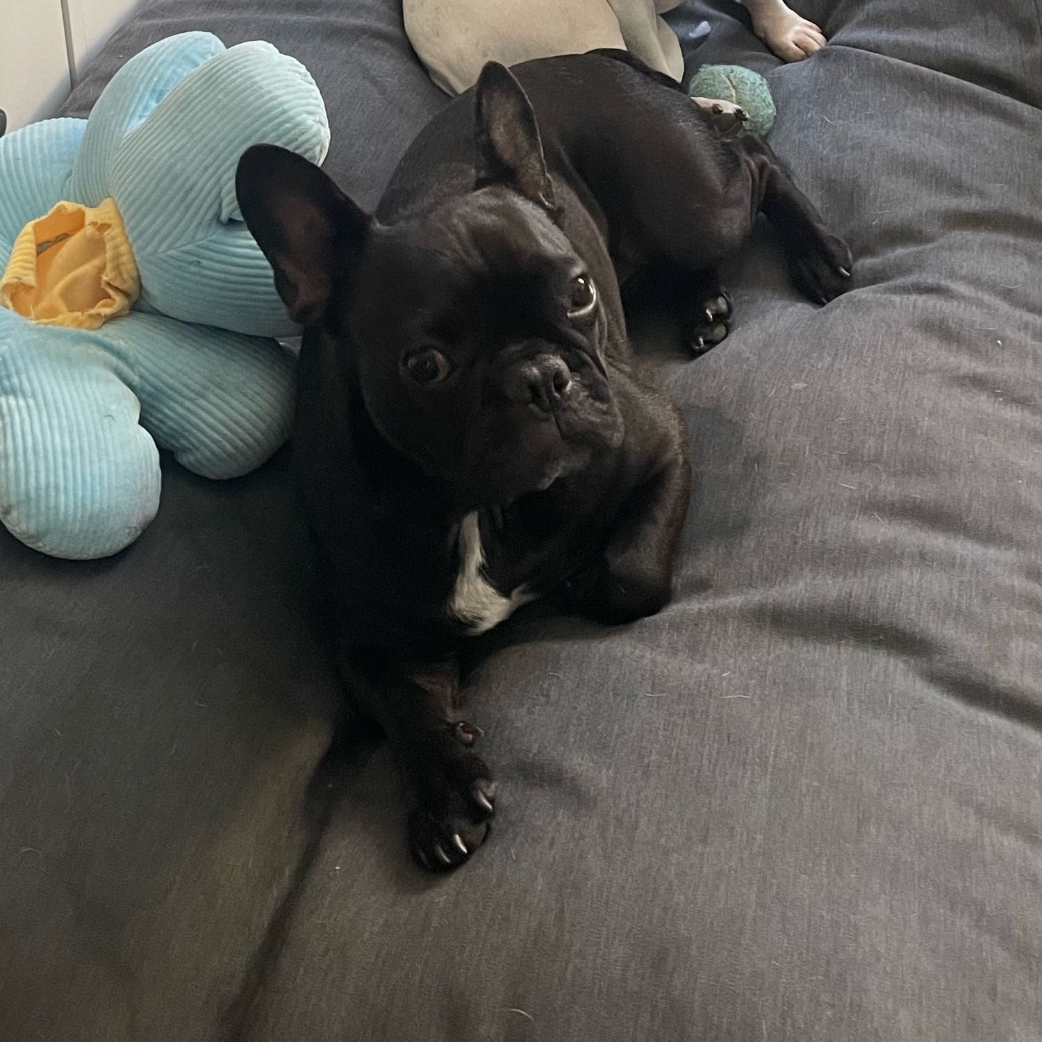 Zoe