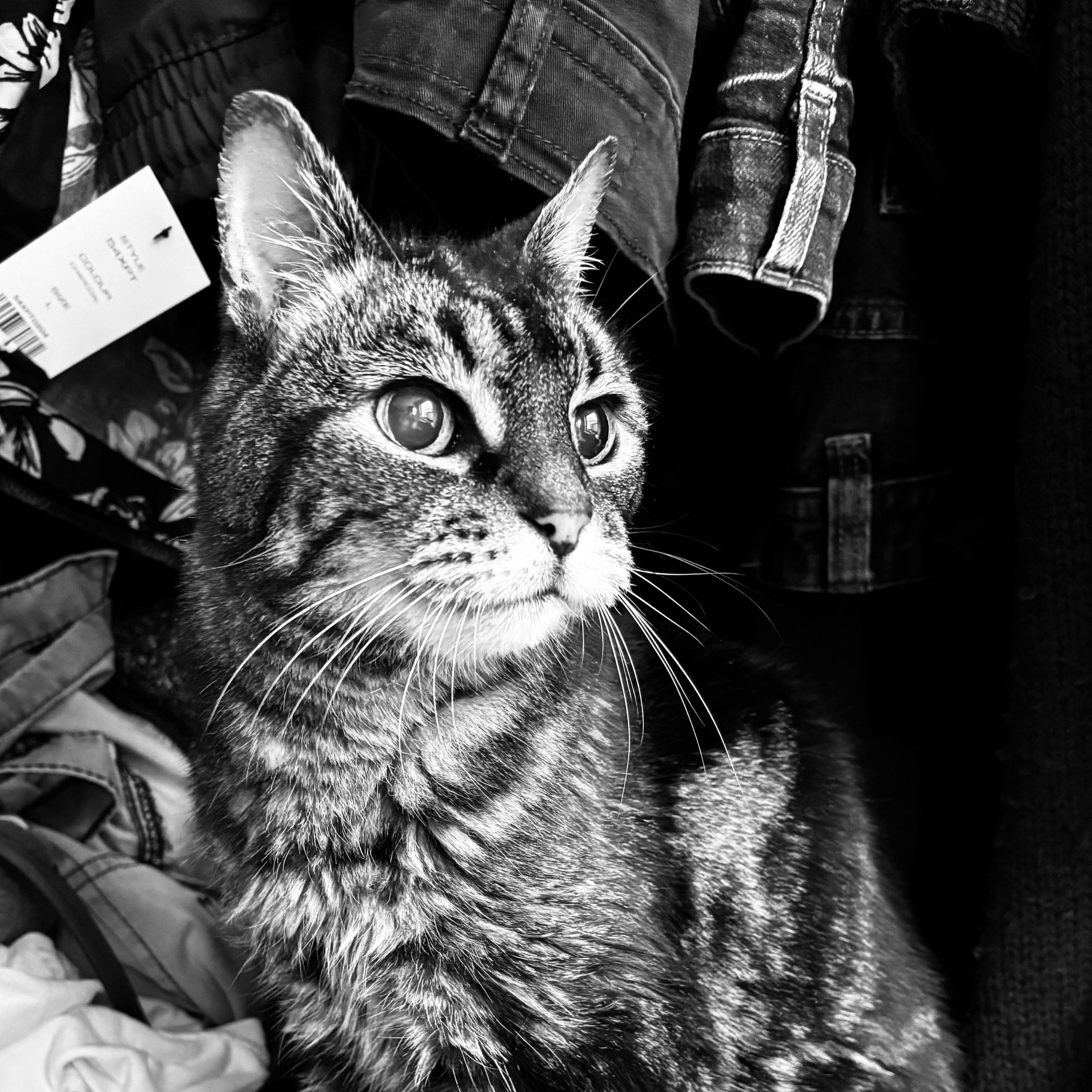Tigger