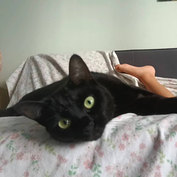 Mimmina