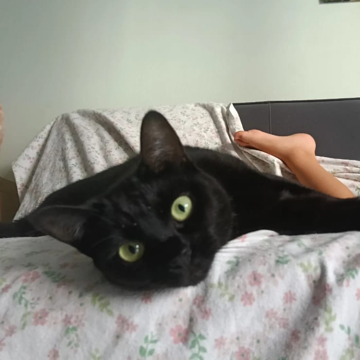 Mimmina