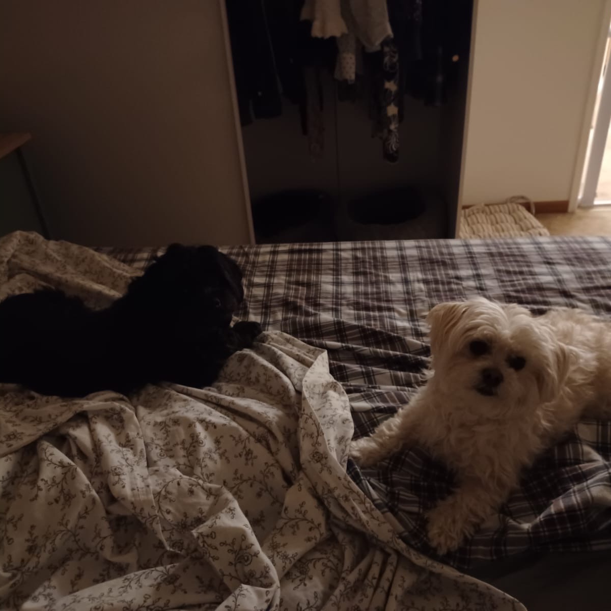 Lilo 