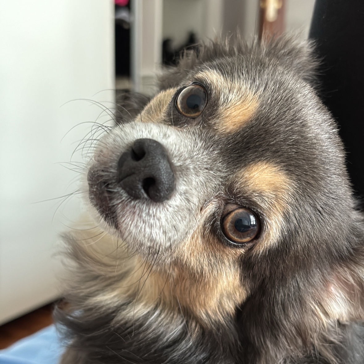 pippo