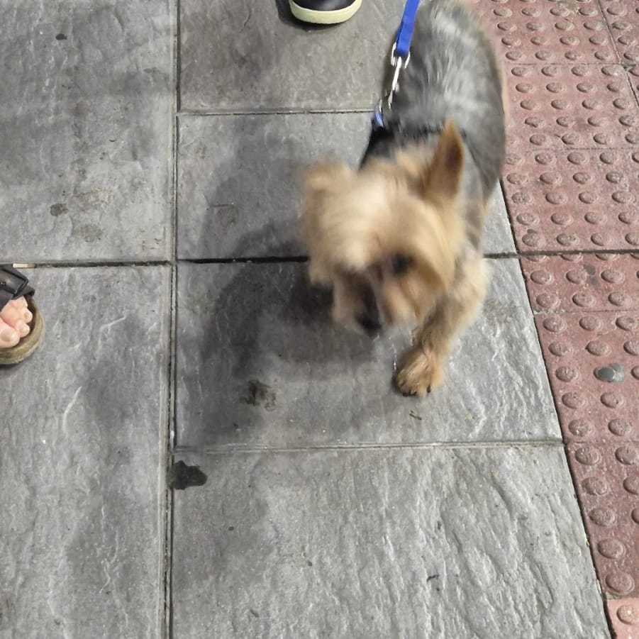 Pipo