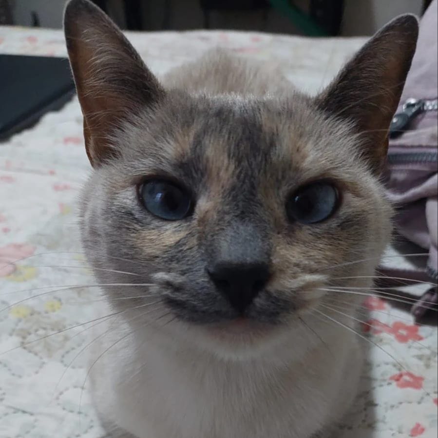 Sofia
