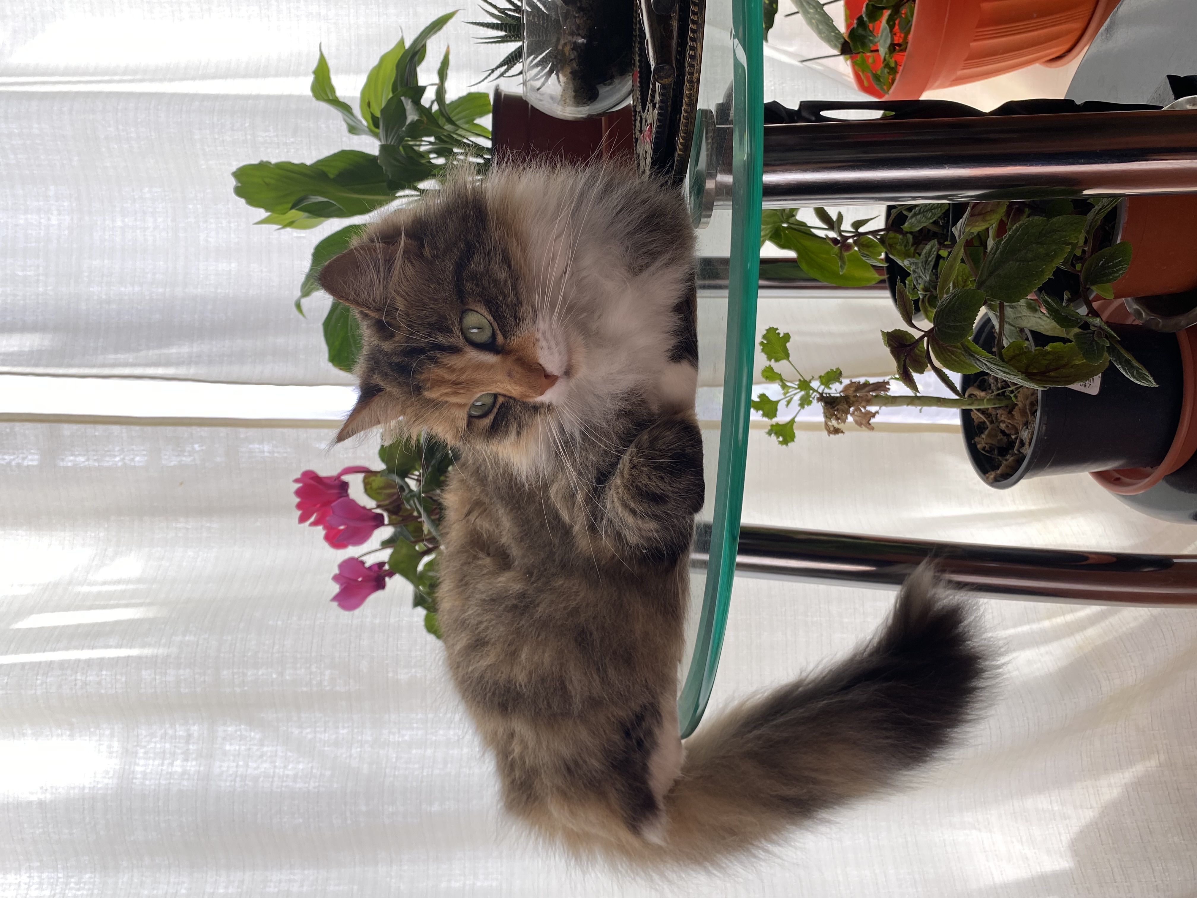 image-7