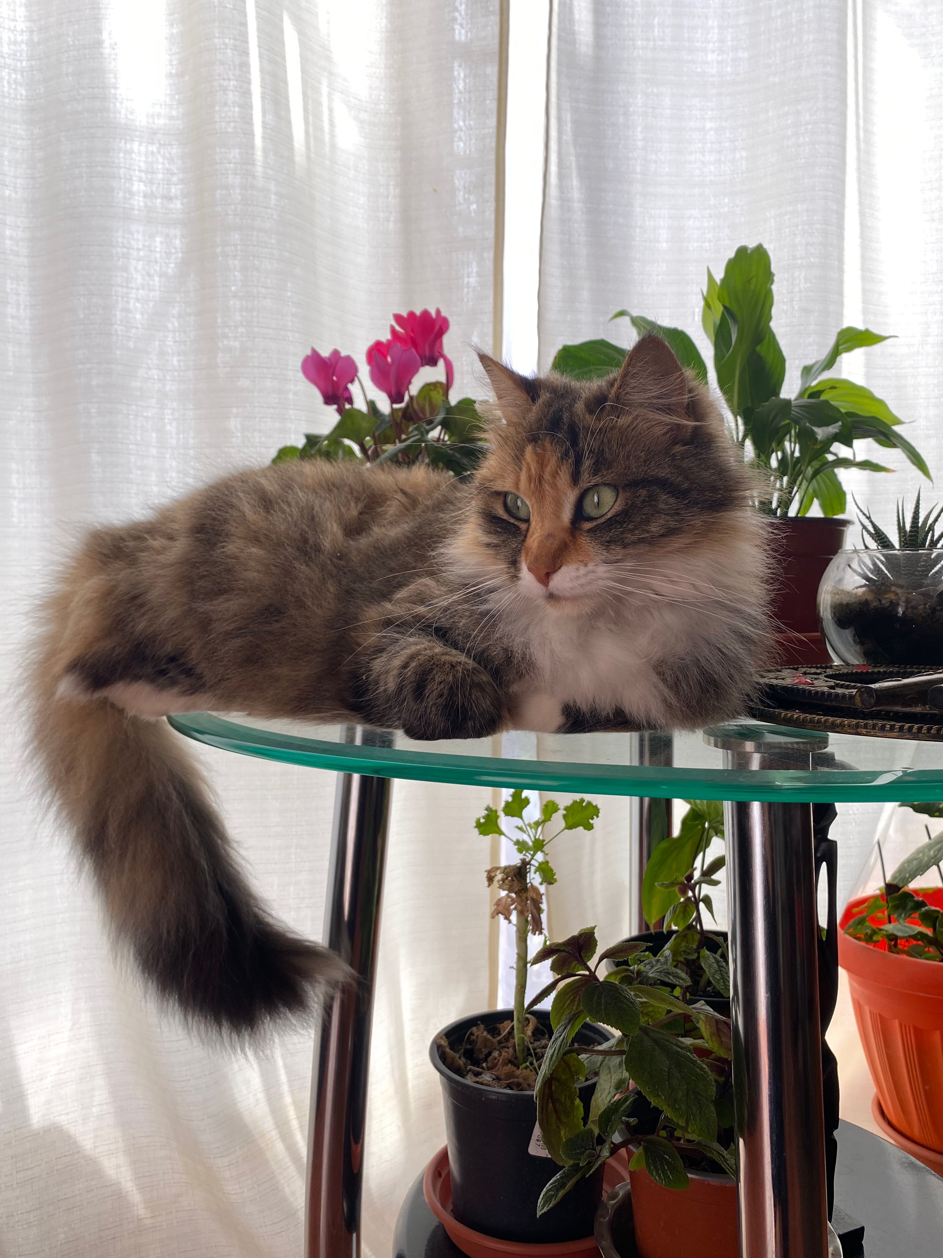 image-7