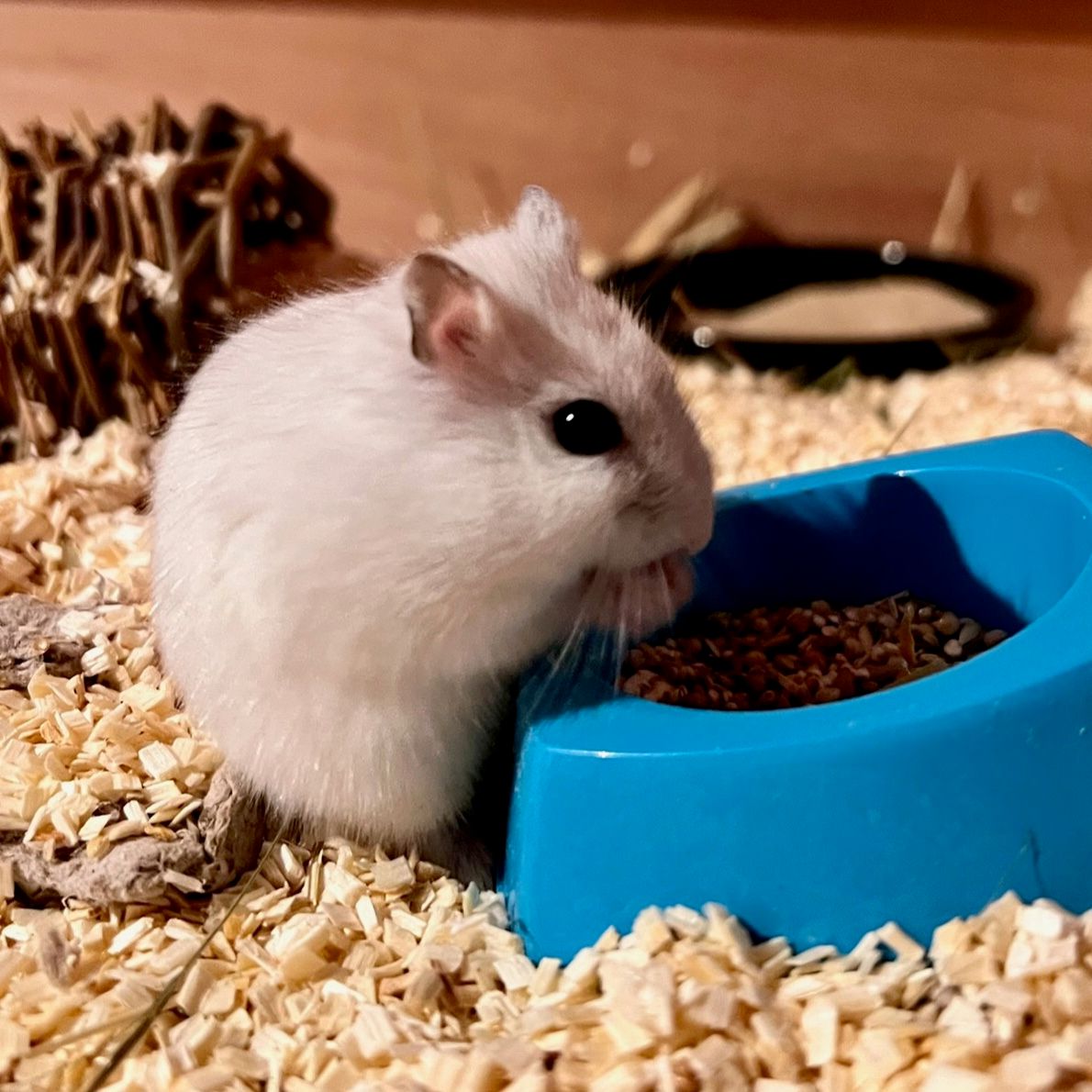 Julie